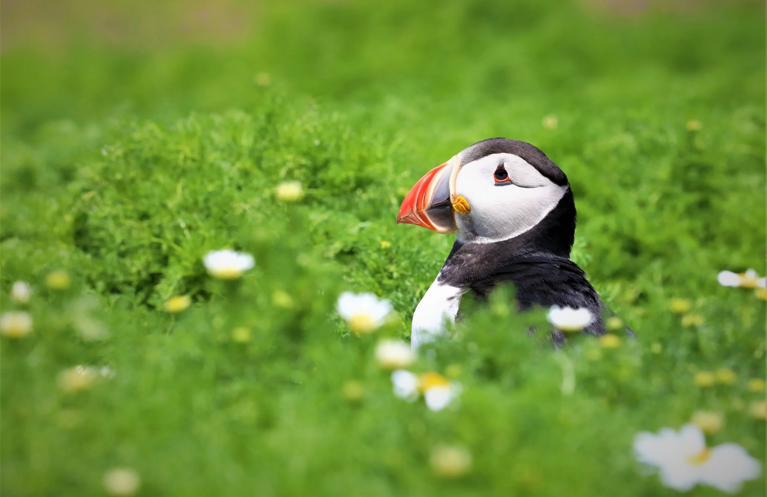 03 Puffin in grass, Skomer