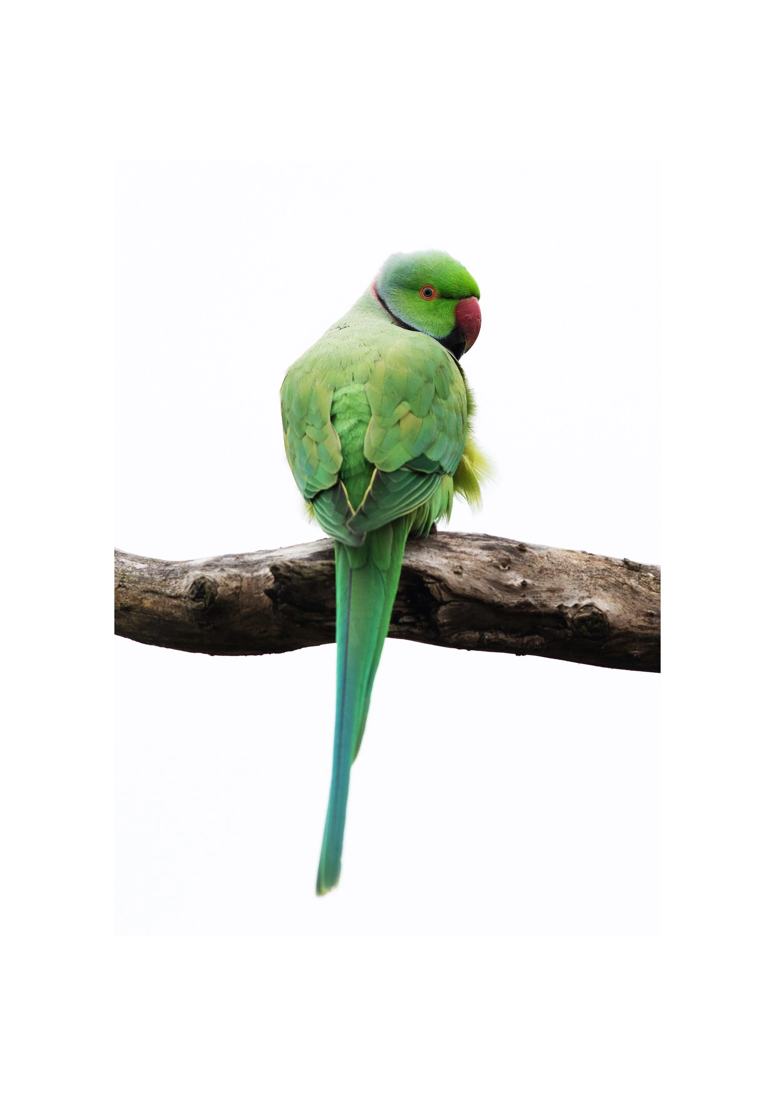 16 Ringed Necked Parakeet
