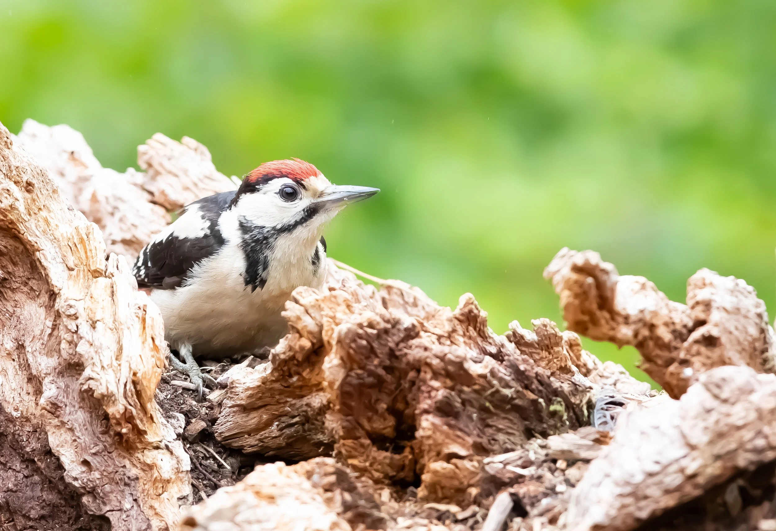 30 Great Spotted Woodpecker