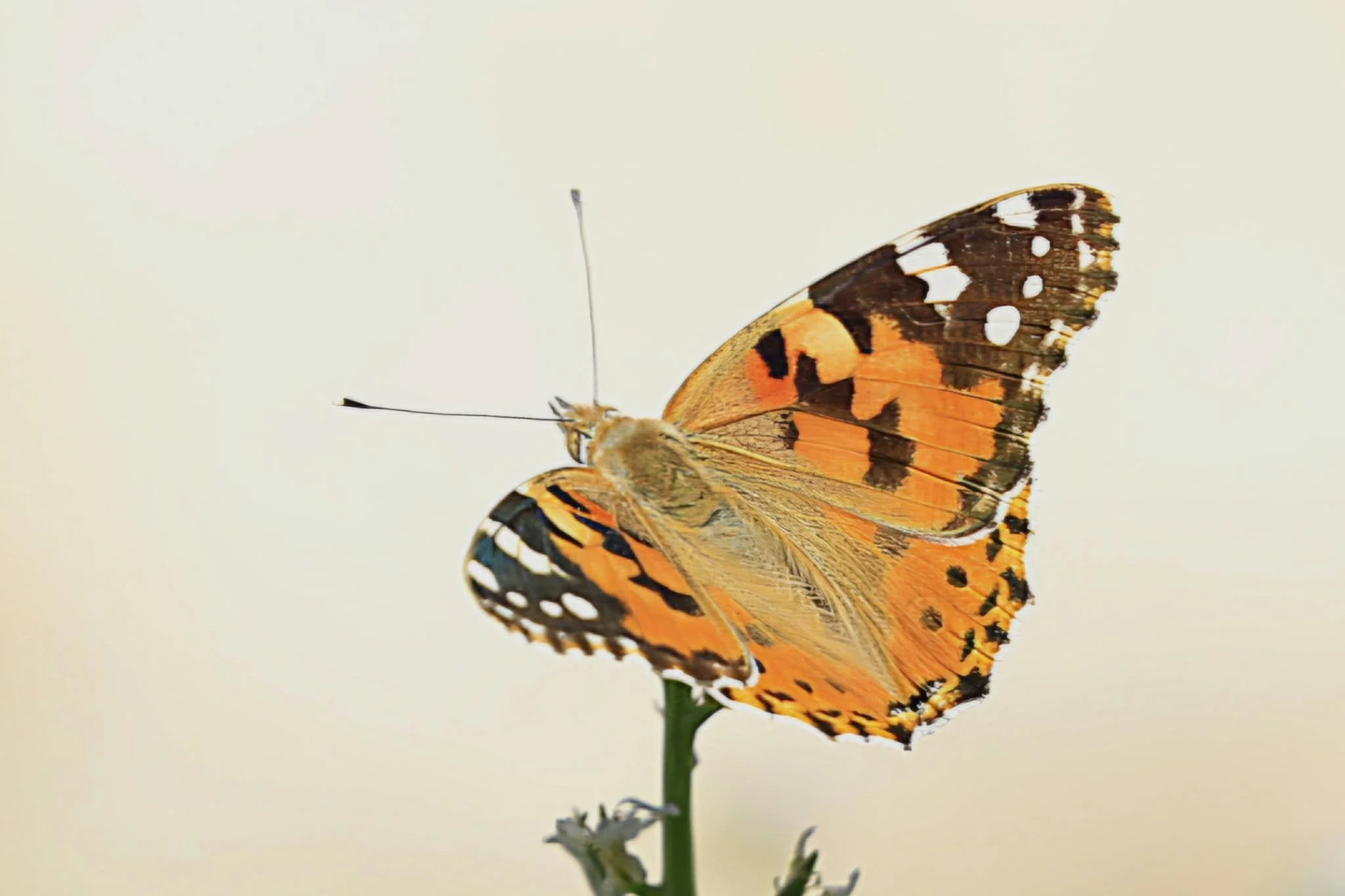 08 Painted Lady
