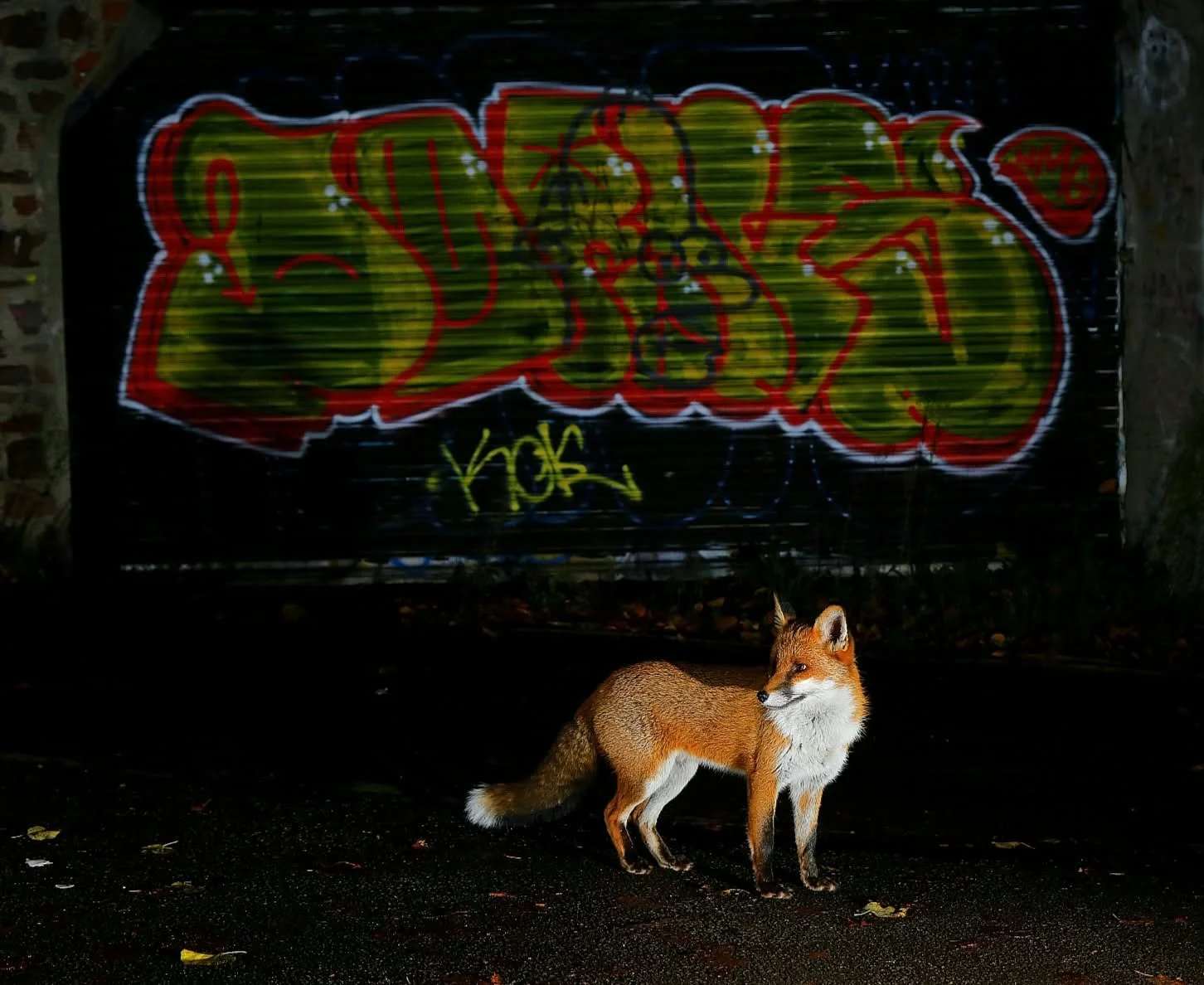 17 Red Fox