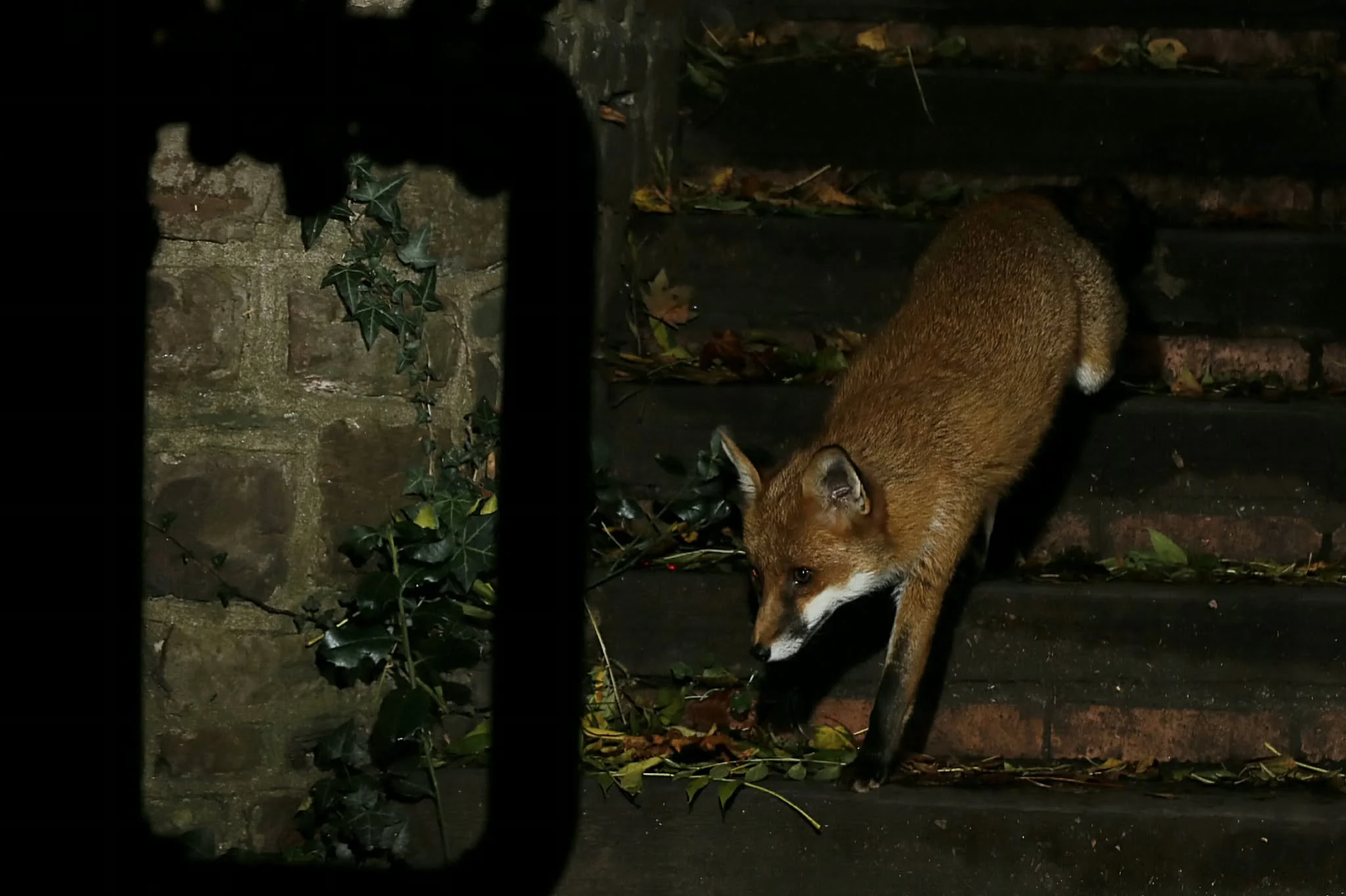 21 Red Fox