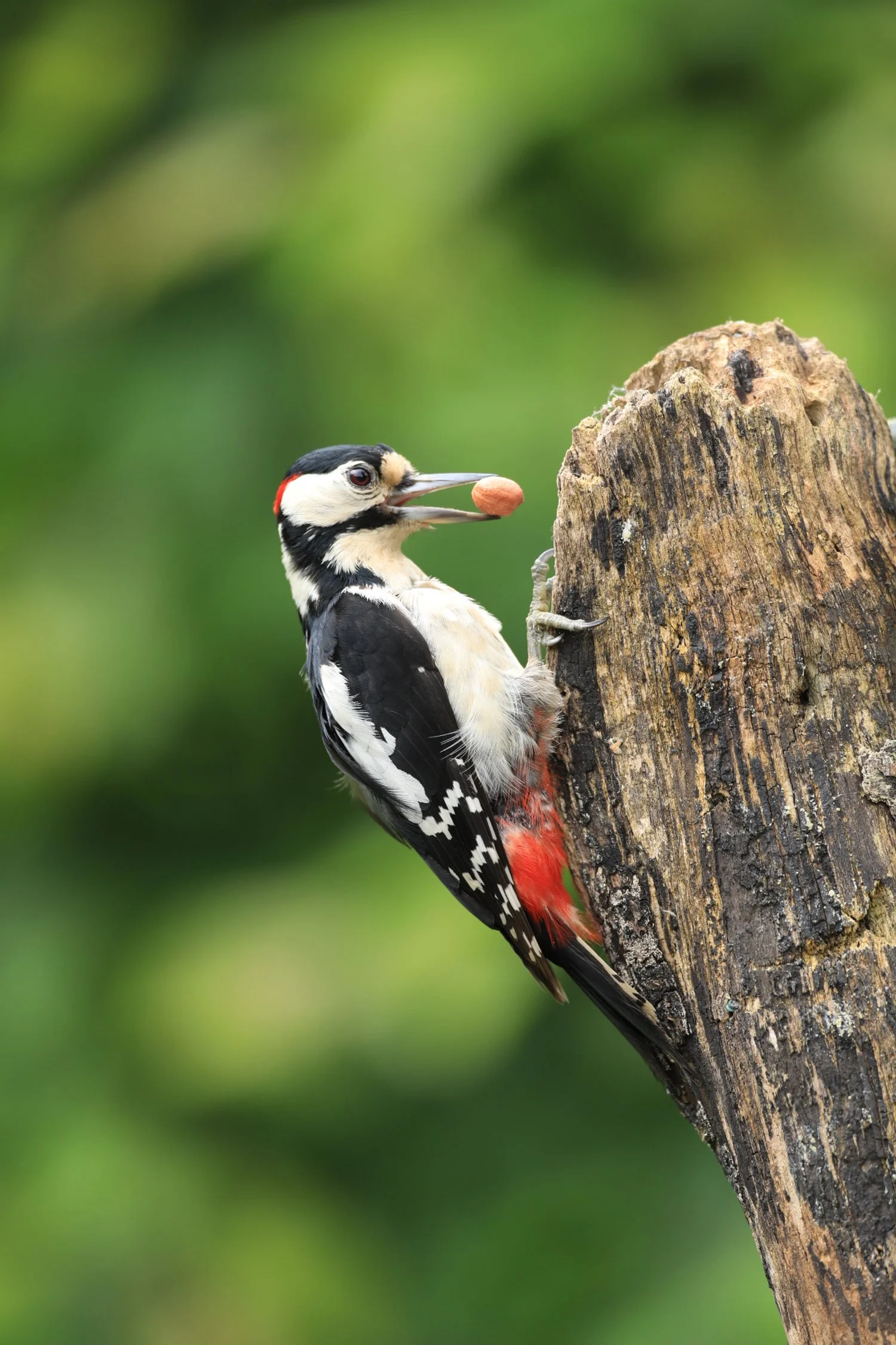 12 Great Spotted Woodpecker
