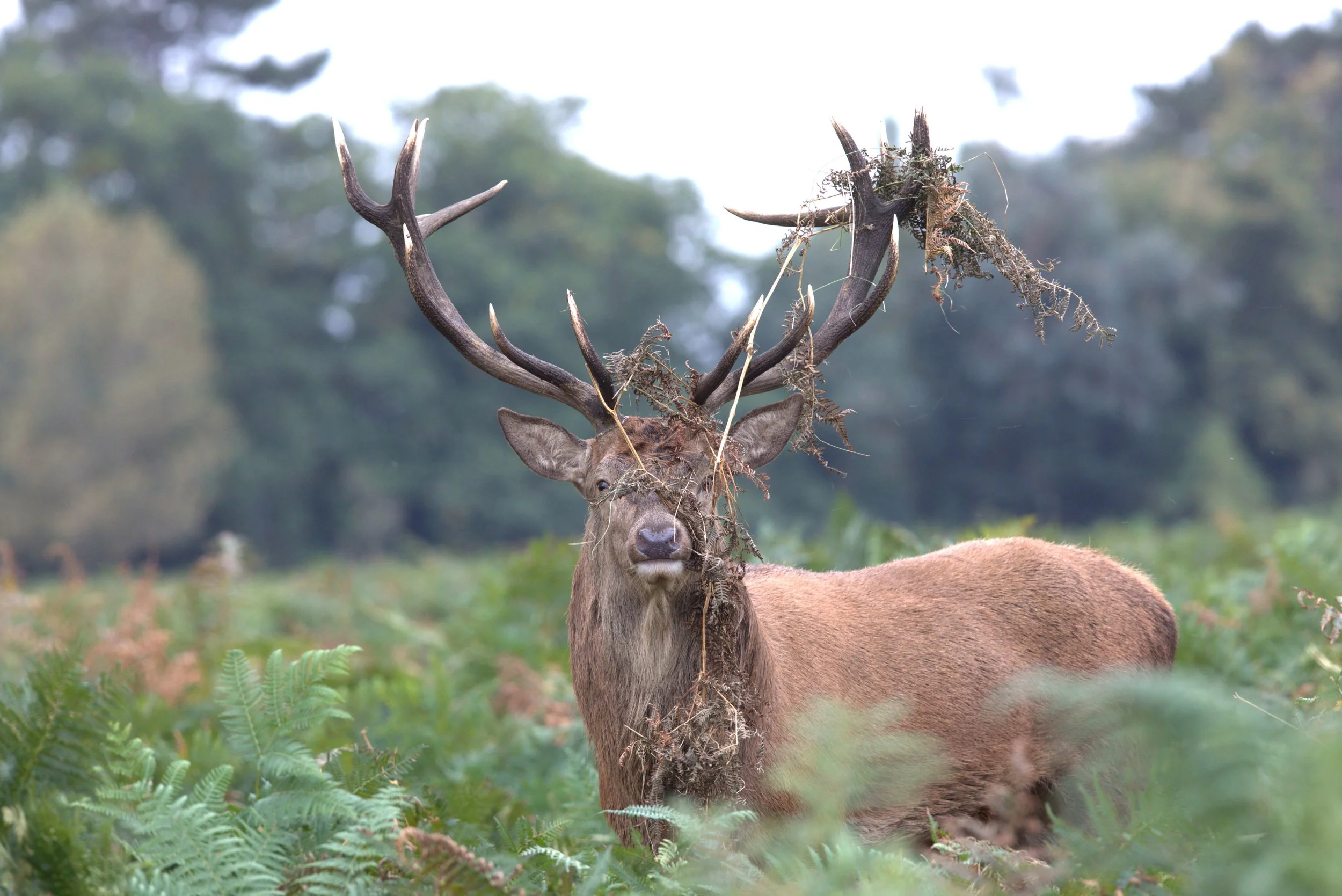 02 Red Deer Stag