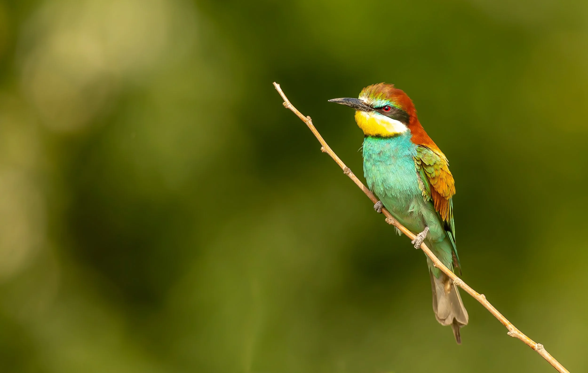 02 Bee-eater