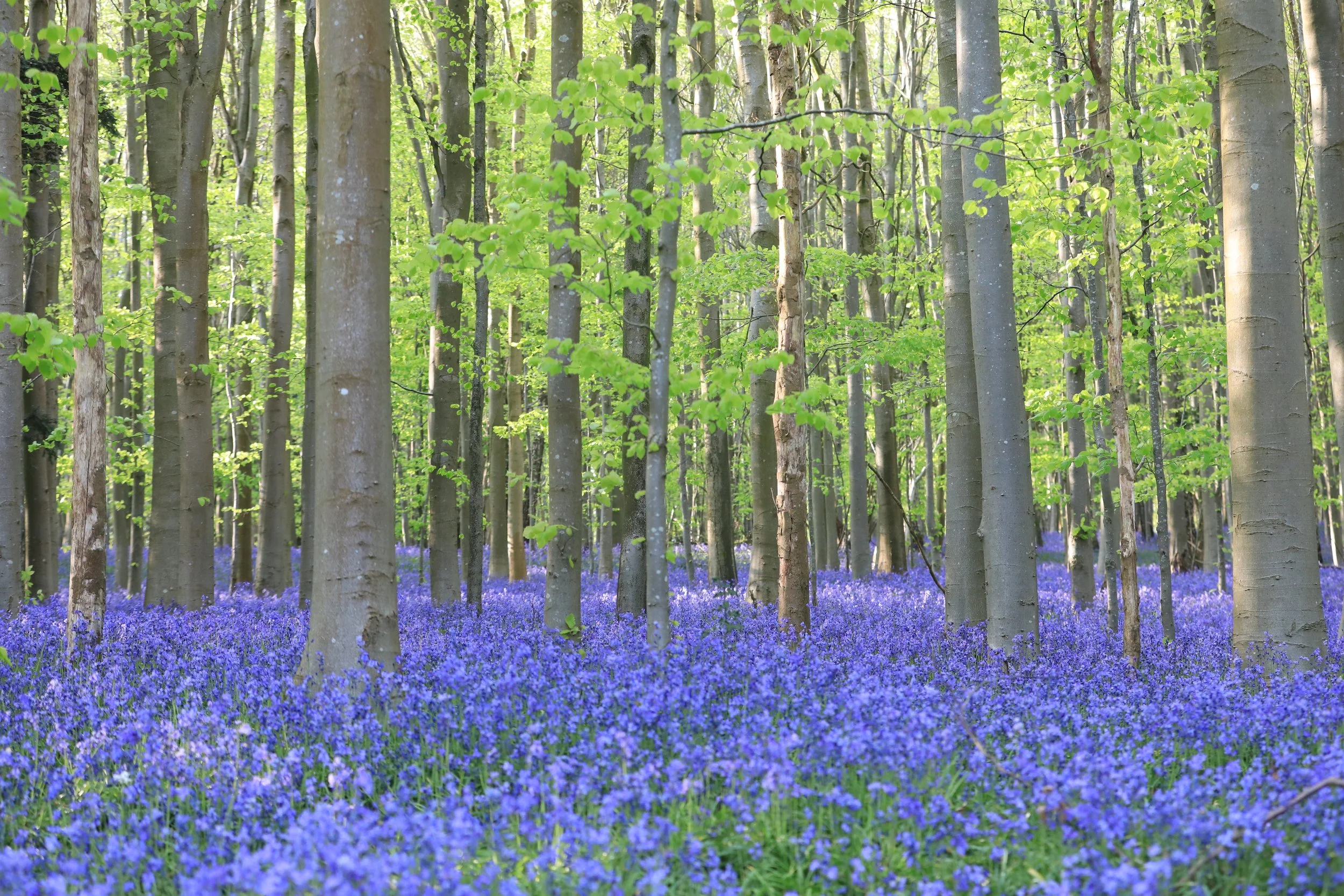 09 Bluebells