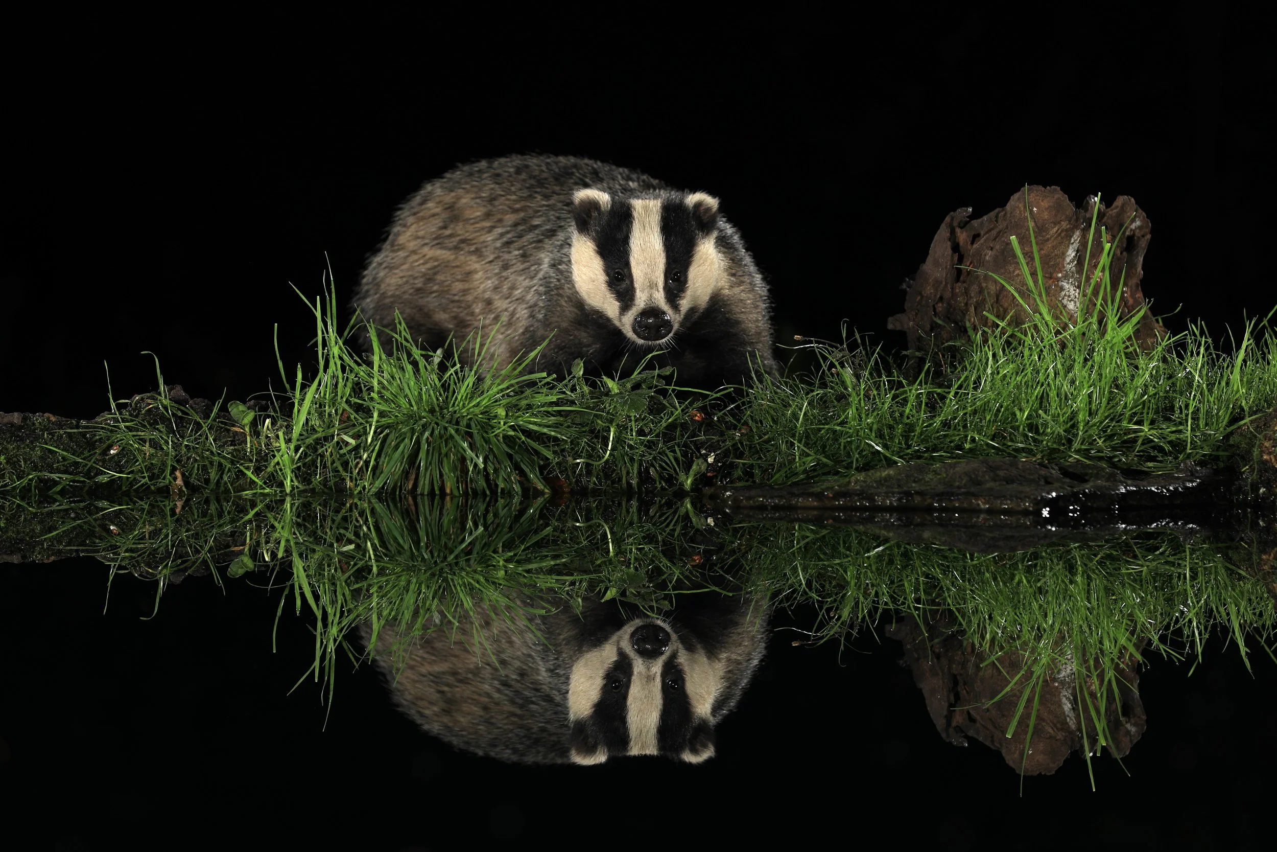 03 Badger reflection 1