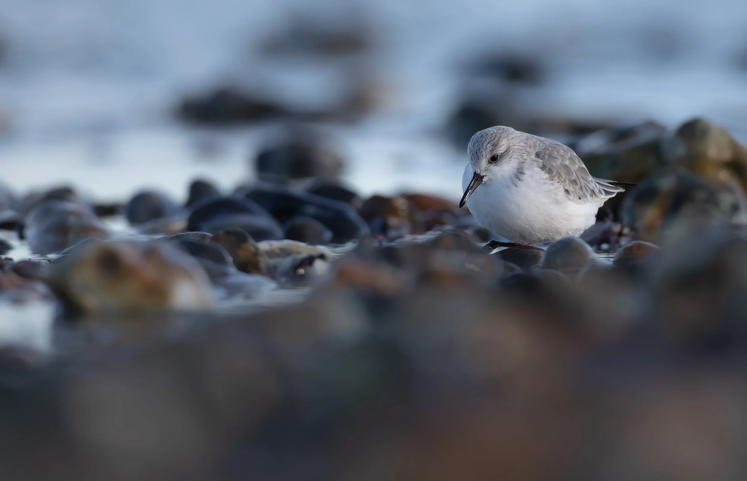 02 Sanderling