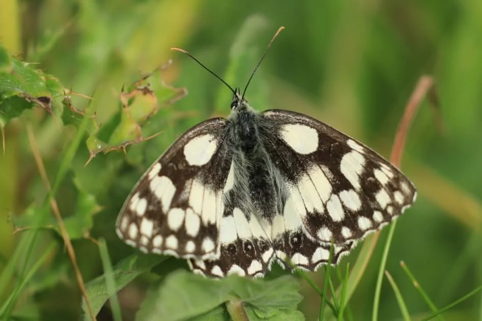 04 Marbled White