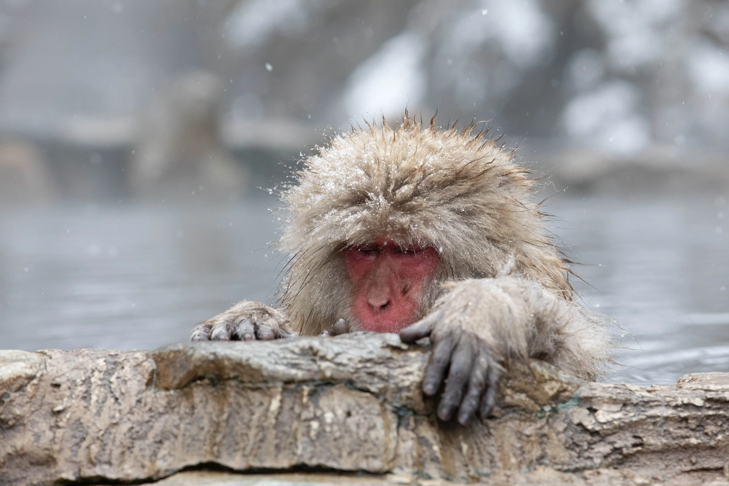 13 Snow Monkey