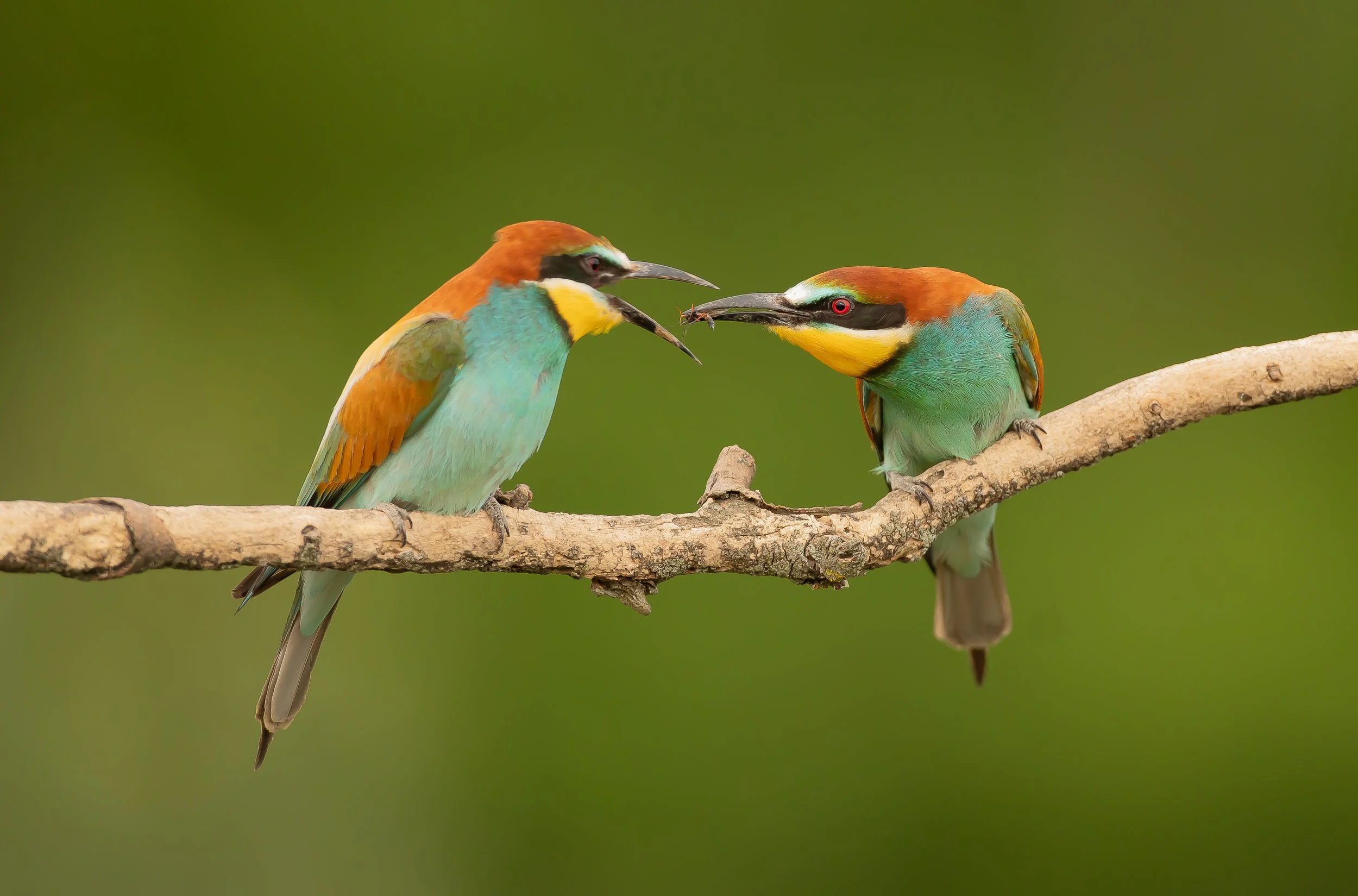 09 Bee-eater