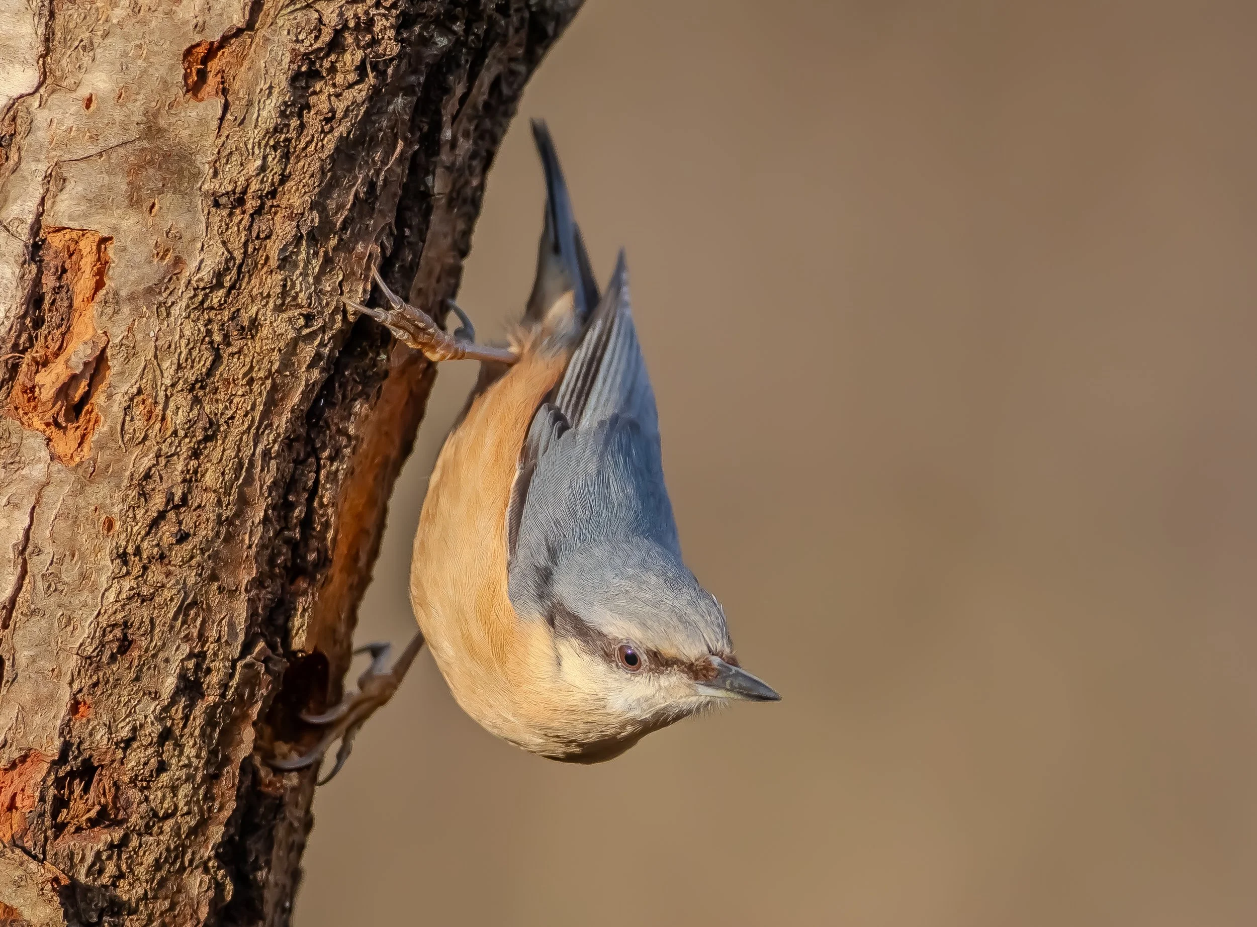 18 Nuthatch on wood 2