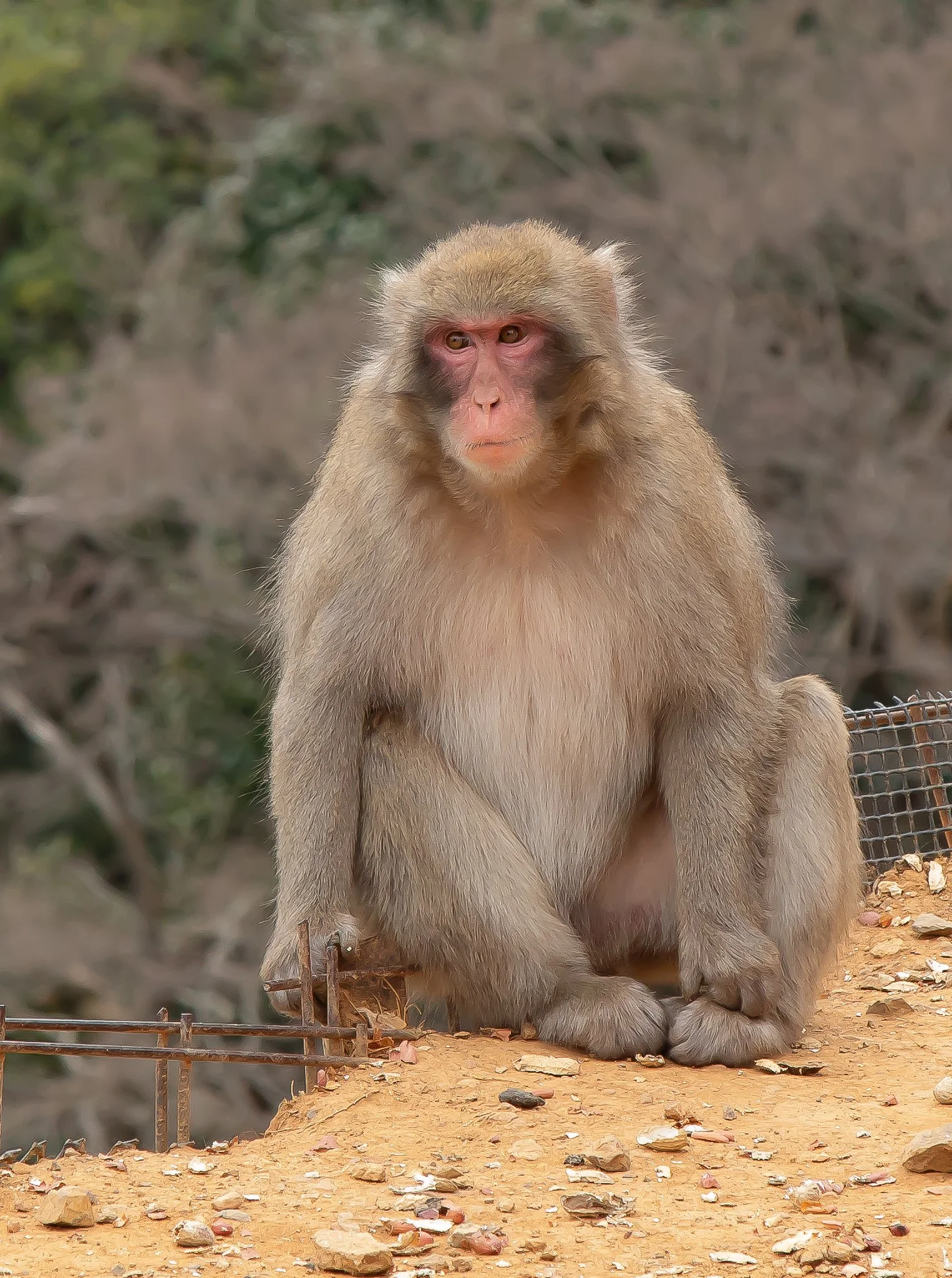 03 Japanese Macque