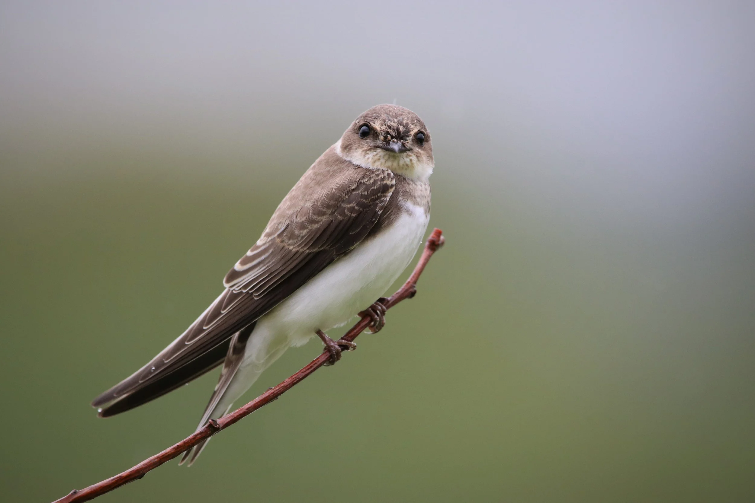 38 Sand Martin