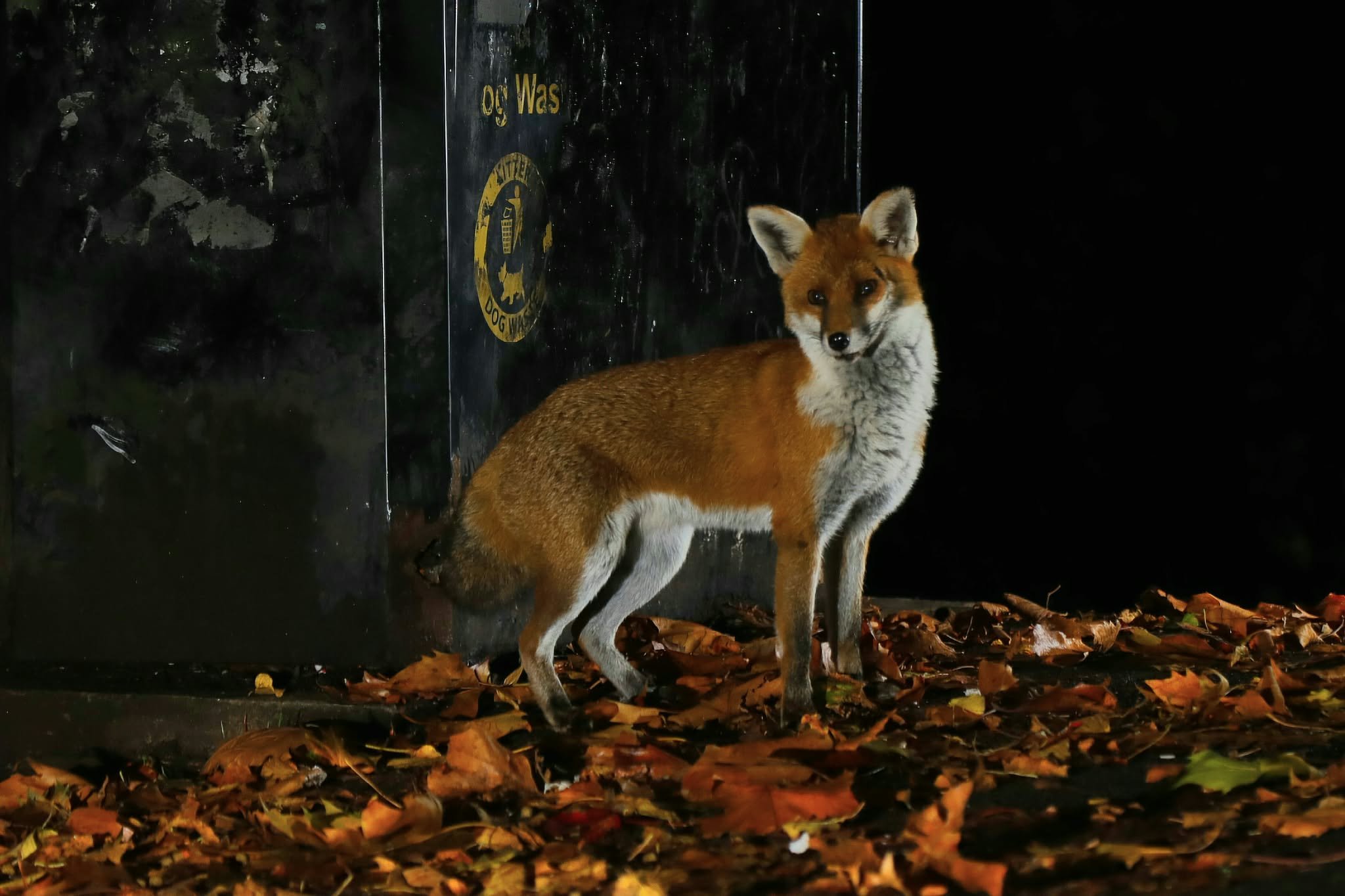 19 Red Fox