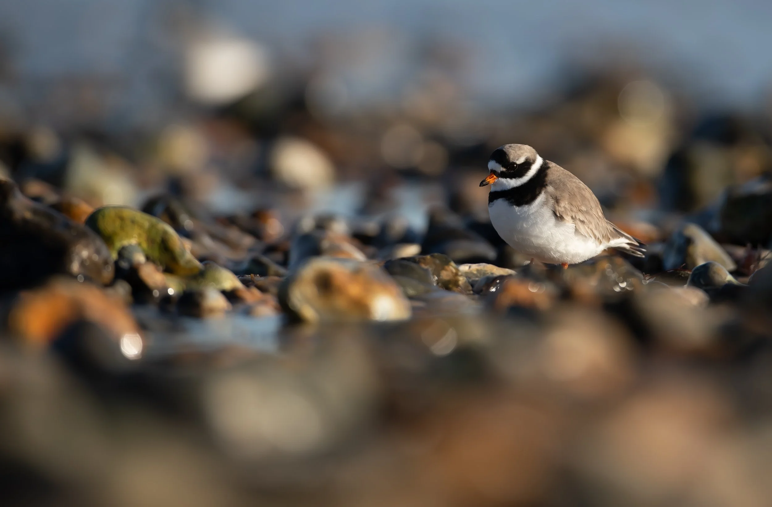09 Plover