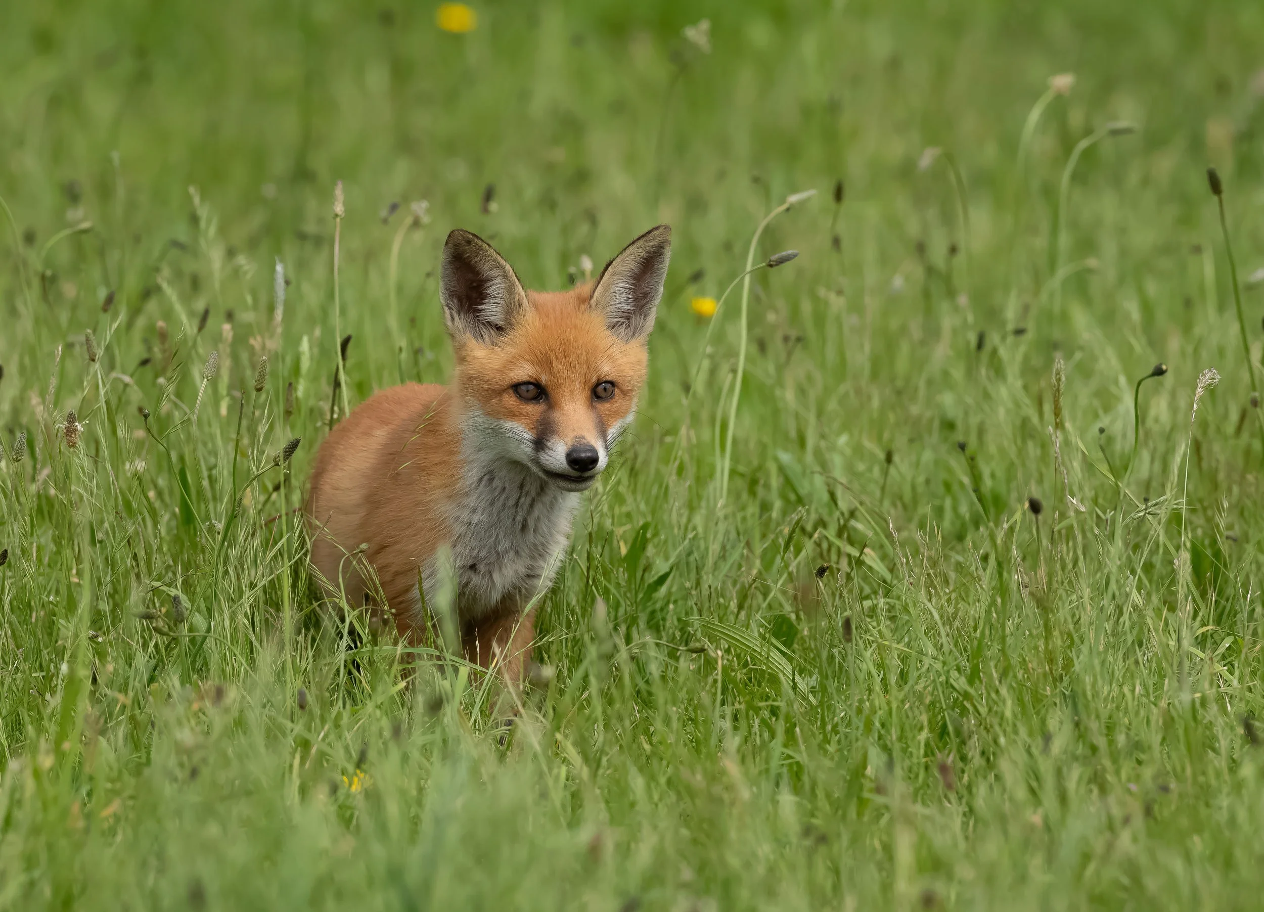 14 Red Fox