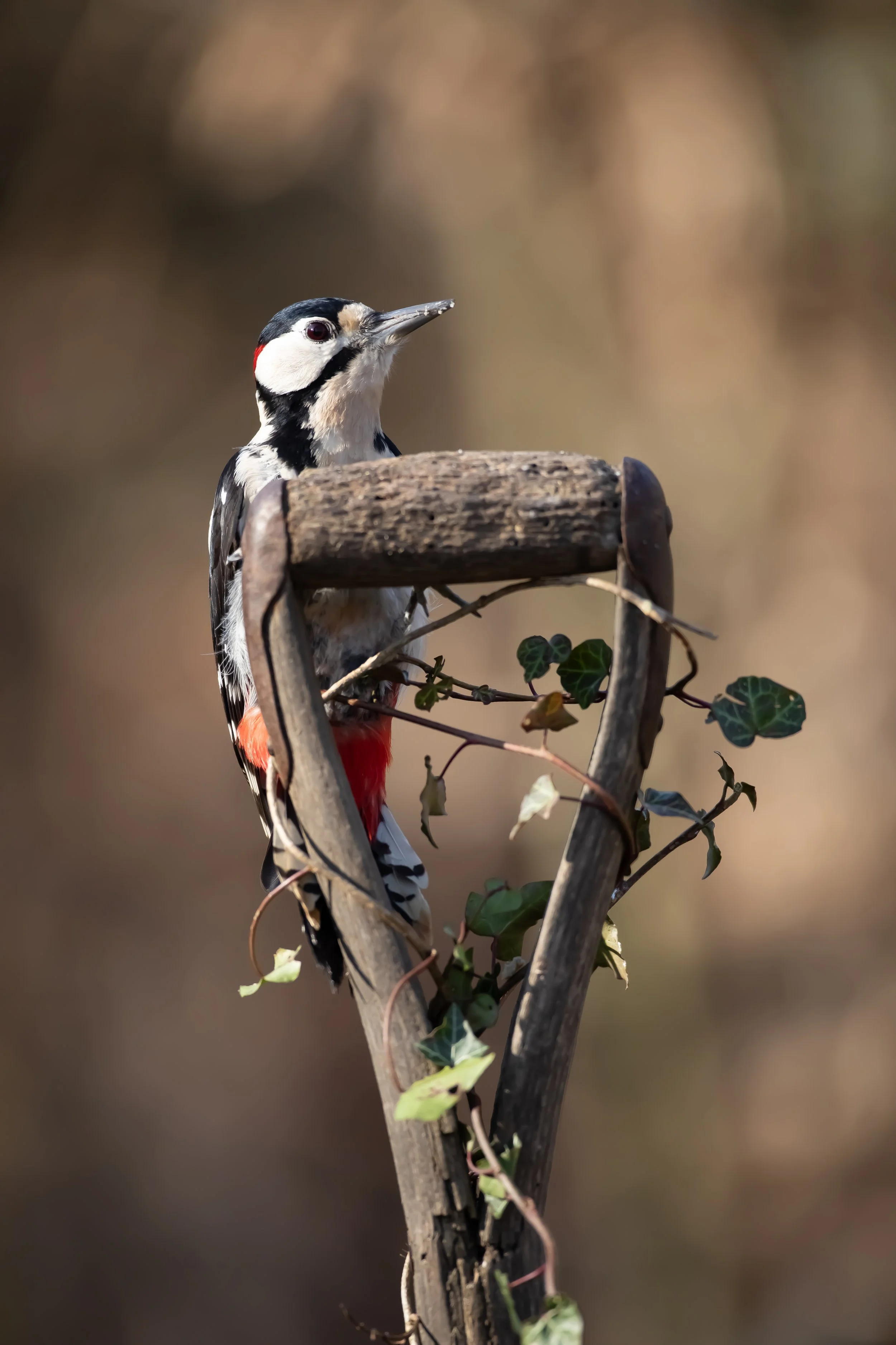 29 Great Spotted Woodpecker on spade
