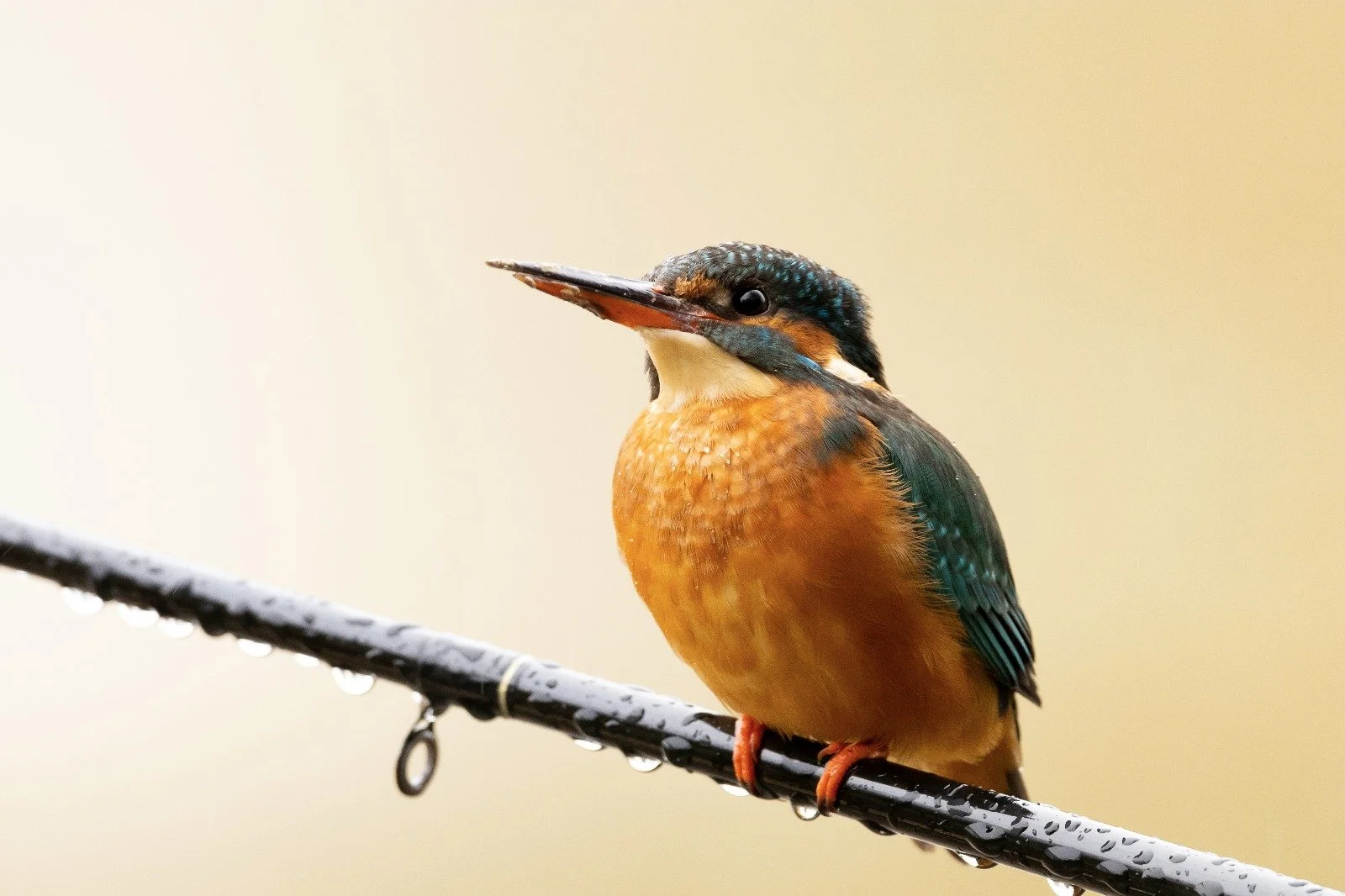 07 Kingfisher