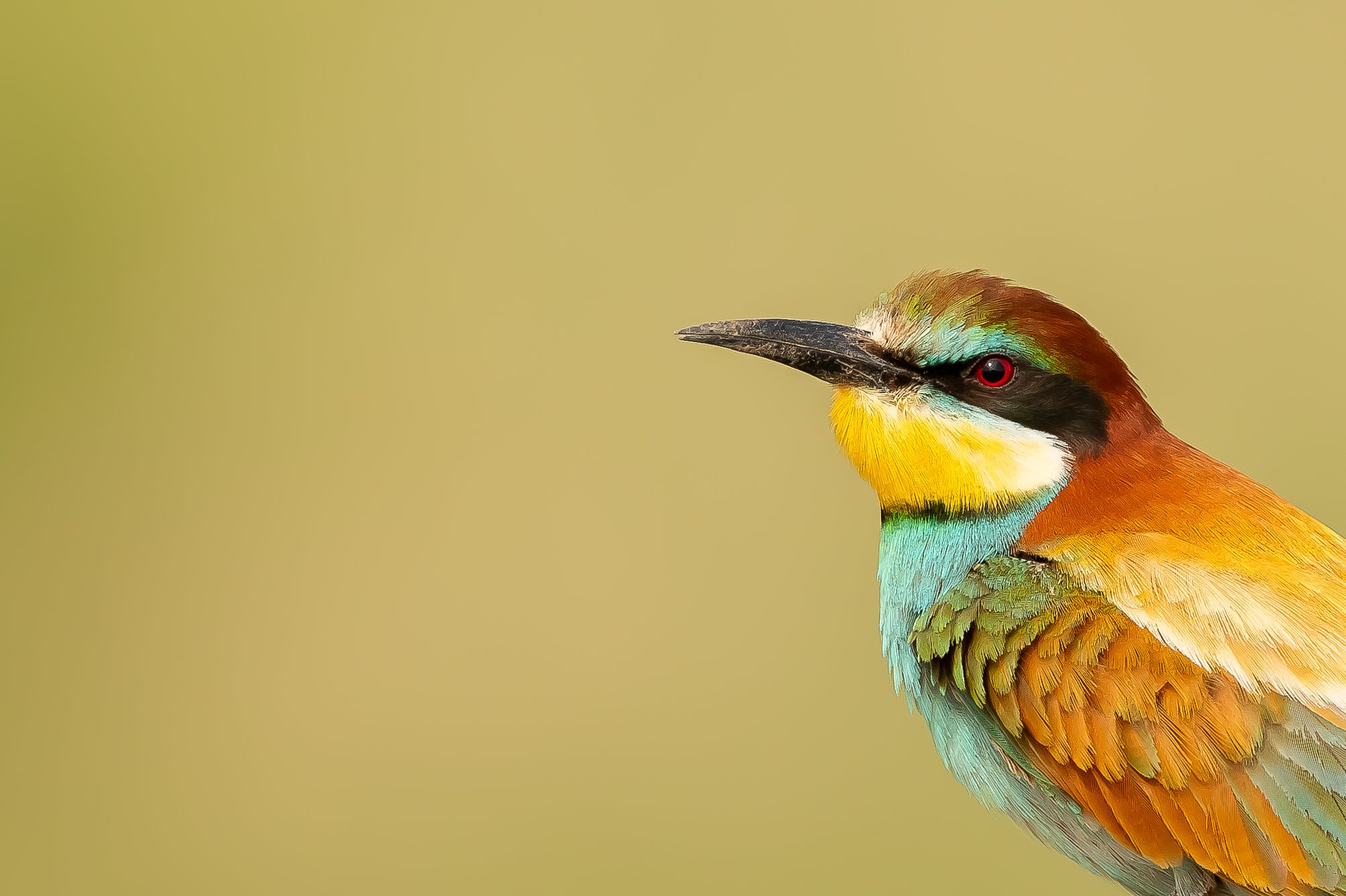 03 Bee-eater