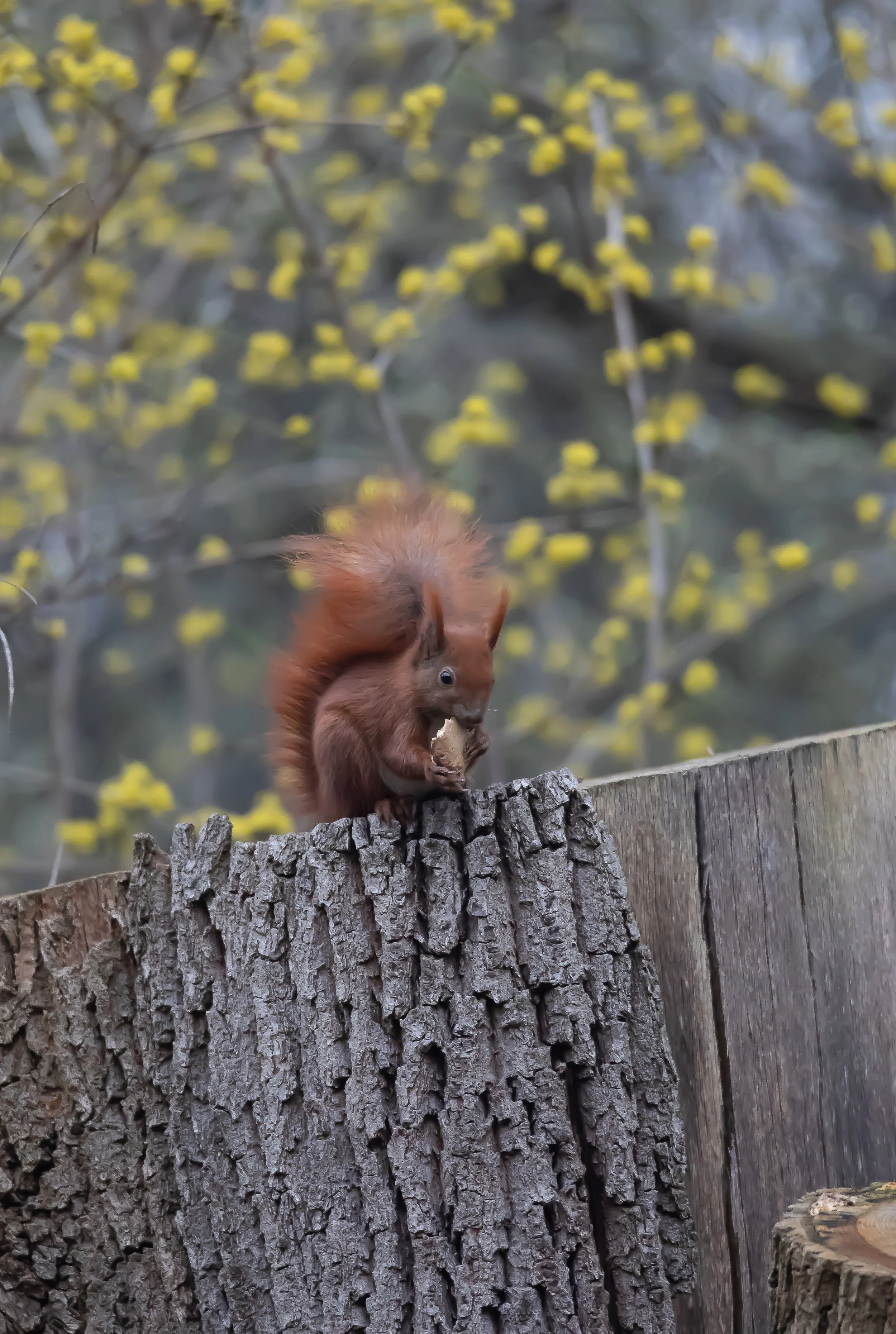 04 Red Squirrel