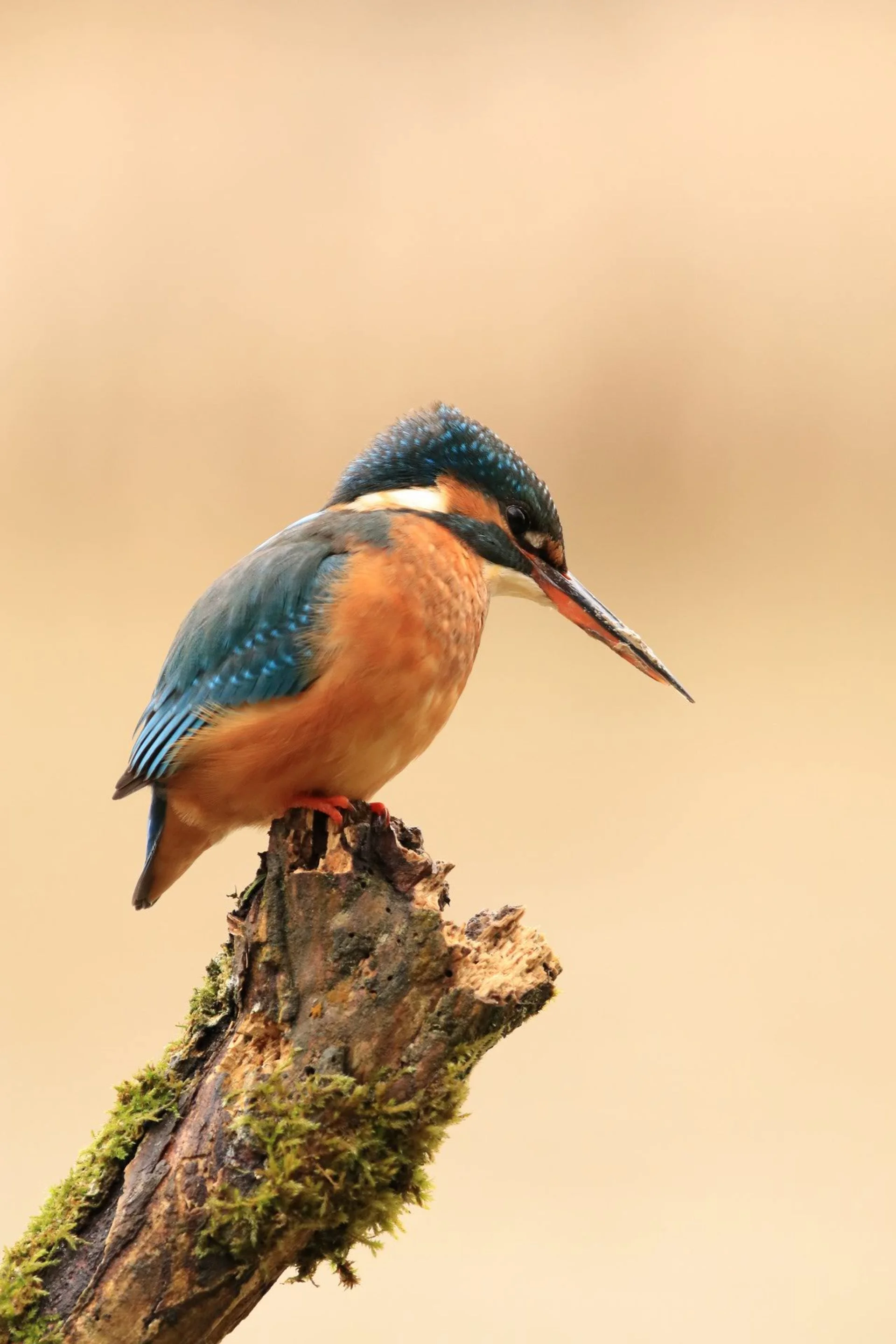 05 Kingfisher