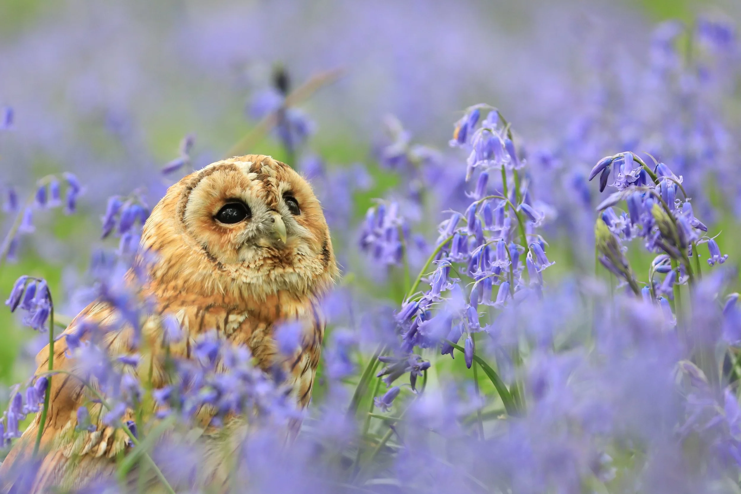 16 Tawny Owl in Bluebells - British Wildlife Centre  