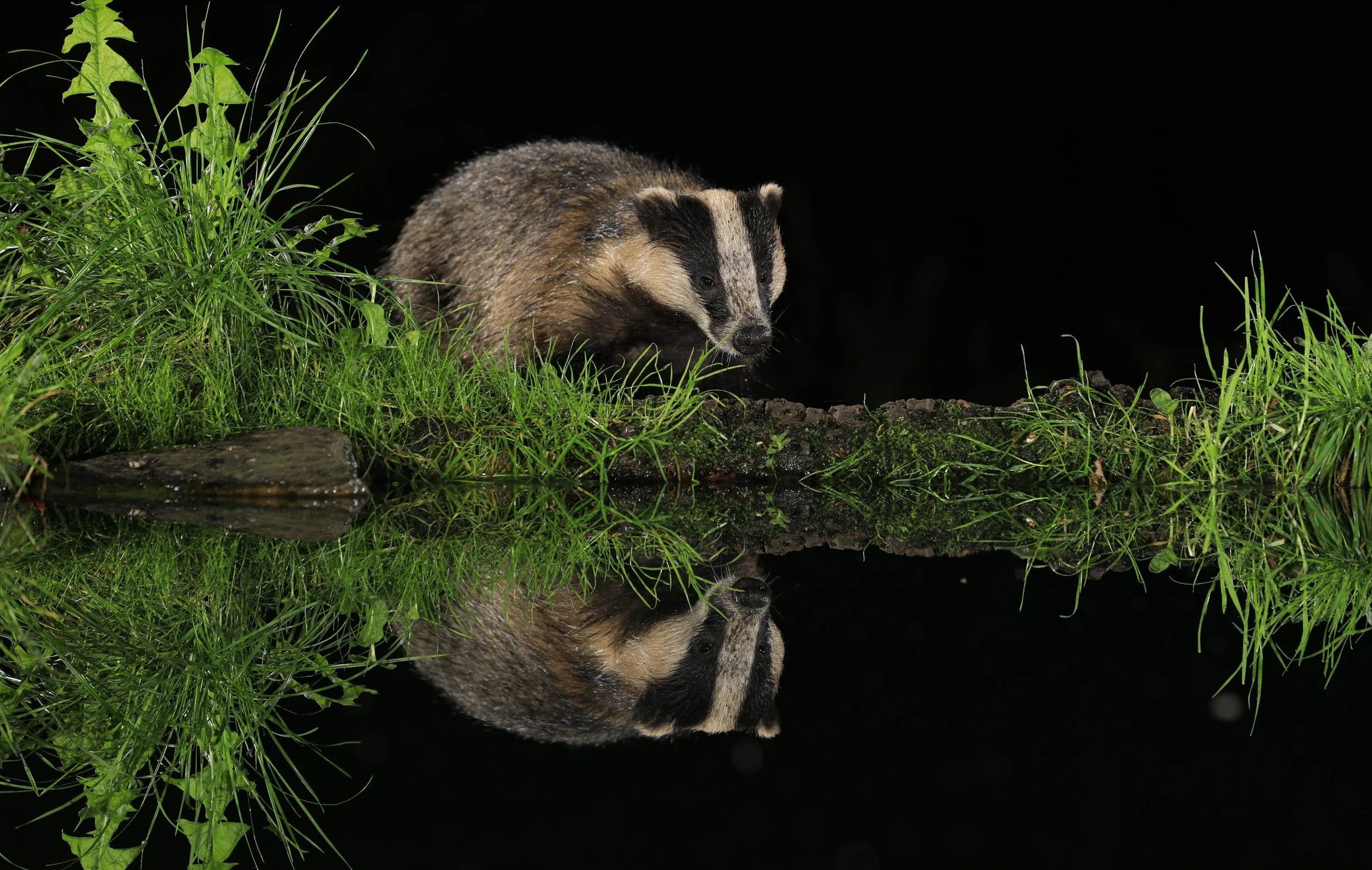 11 Badger reflection grass