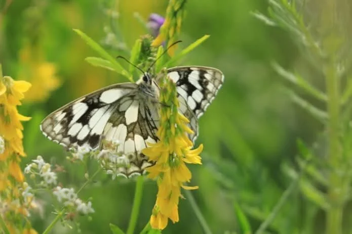 05 Marbled White