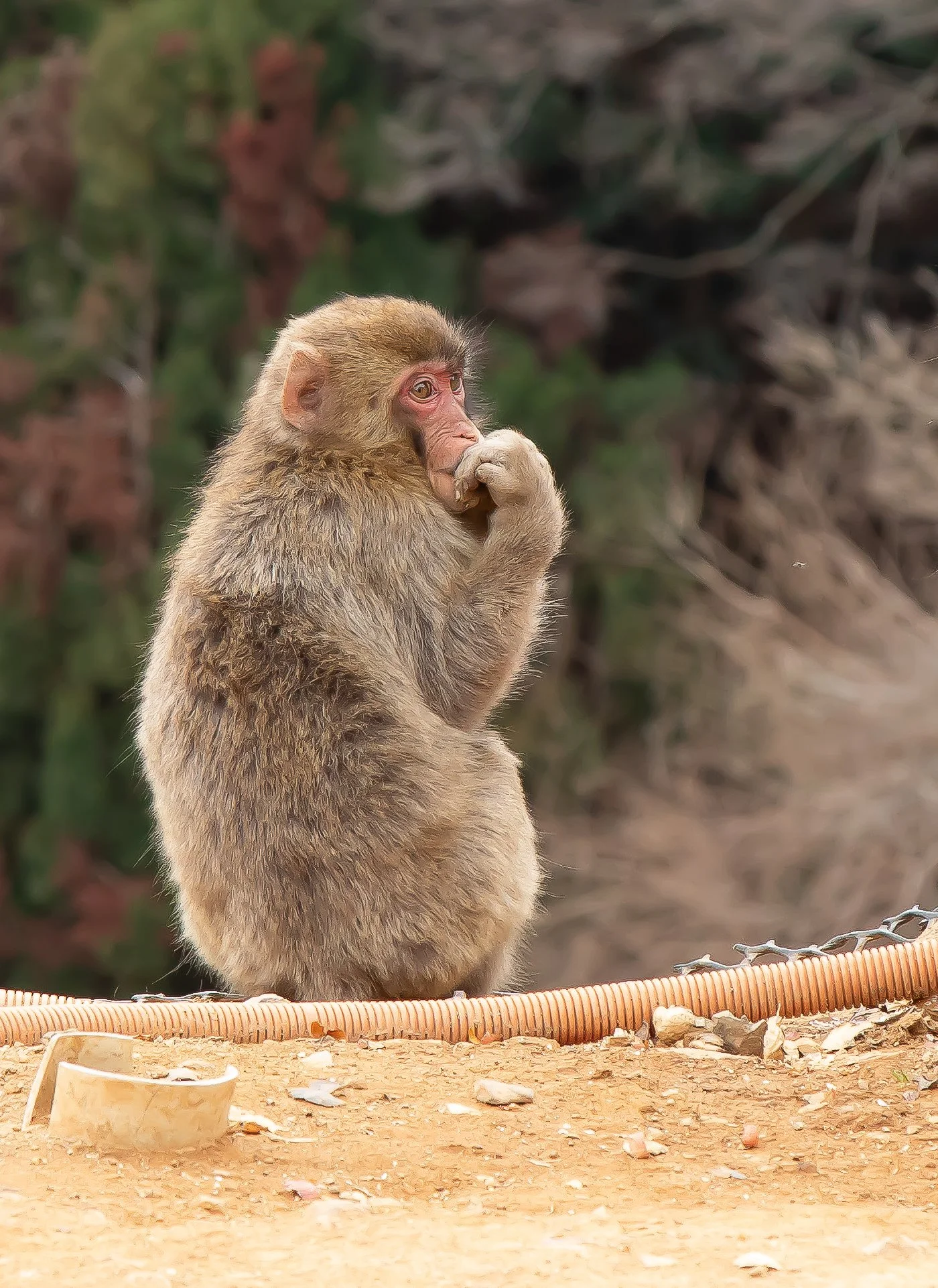 01 Japanese Macque