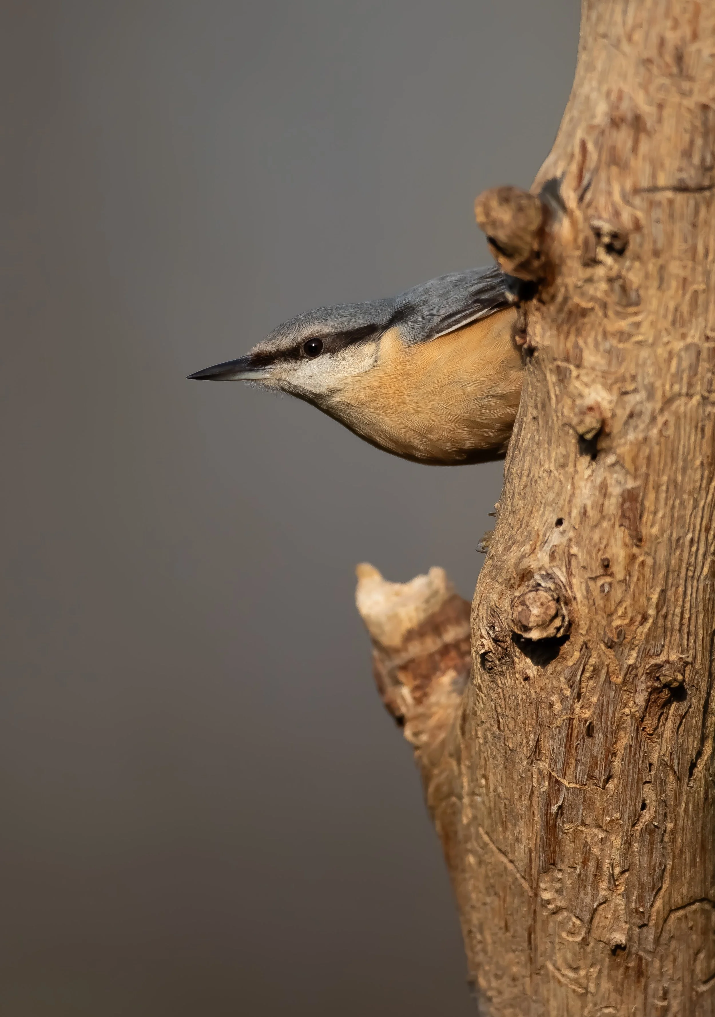 17 Nuthatch on wood