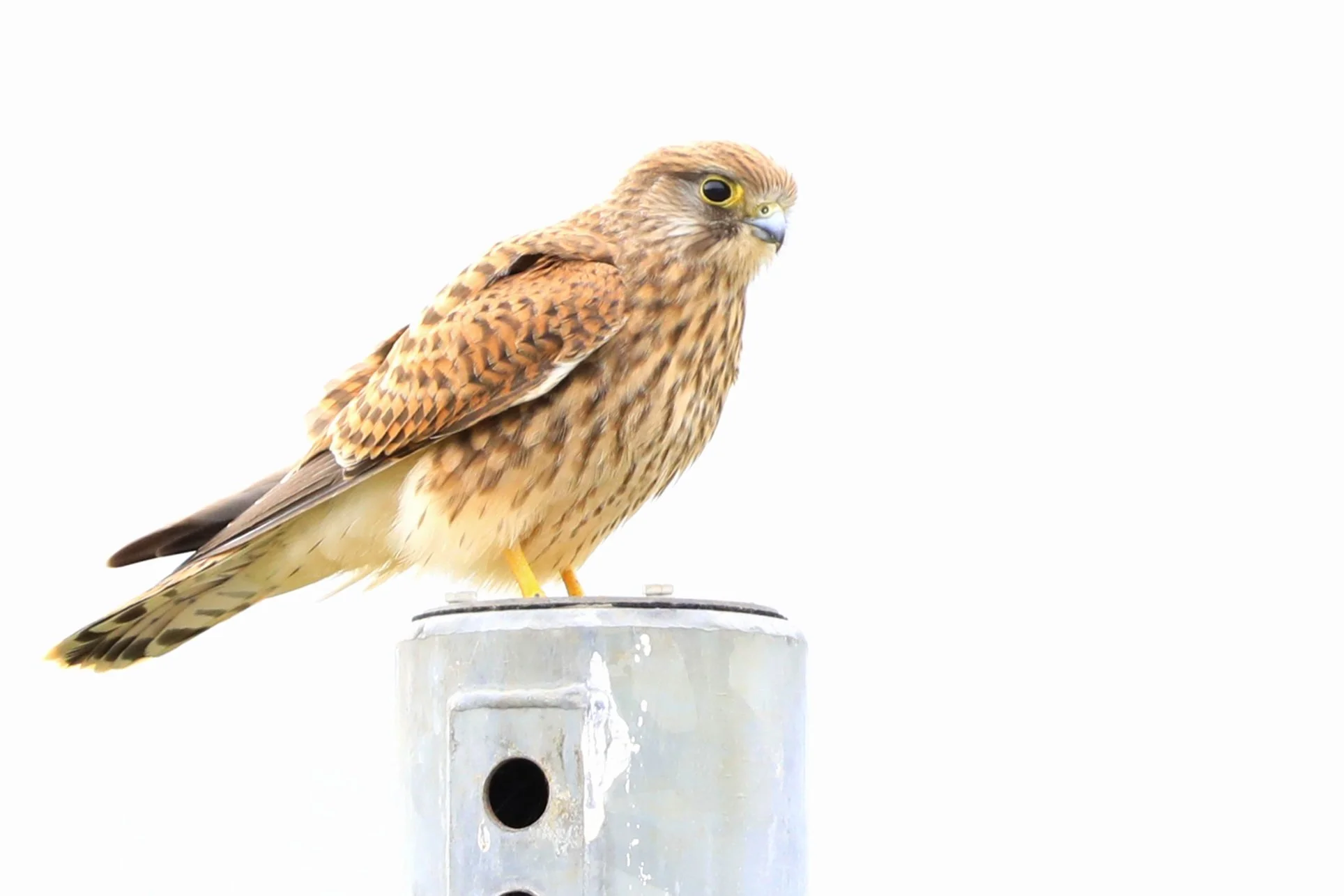 16 Kestrel