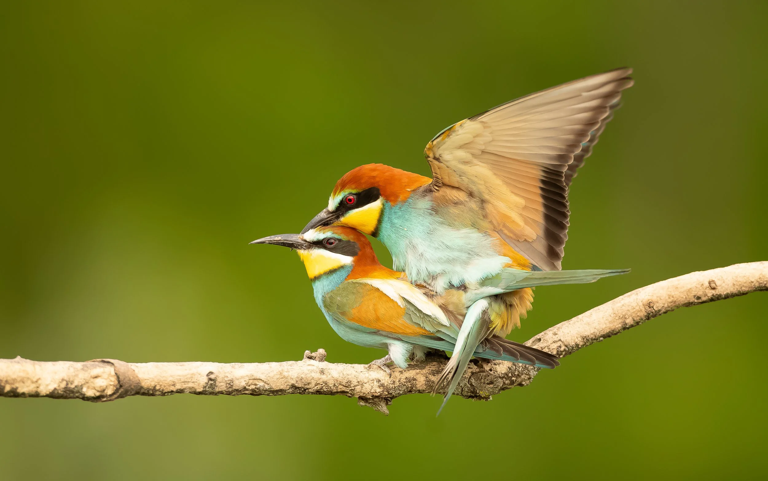 04 Bee-eater