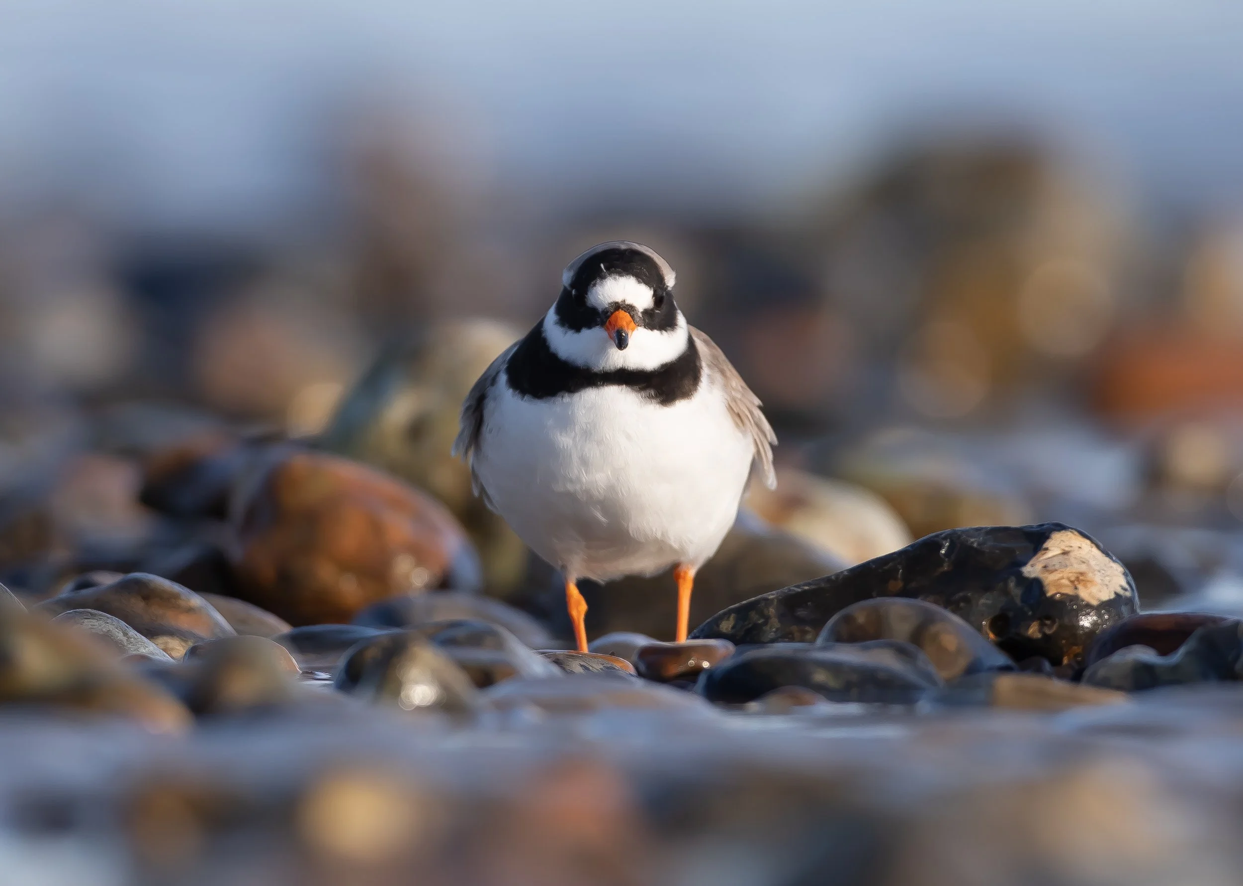 05 Plover