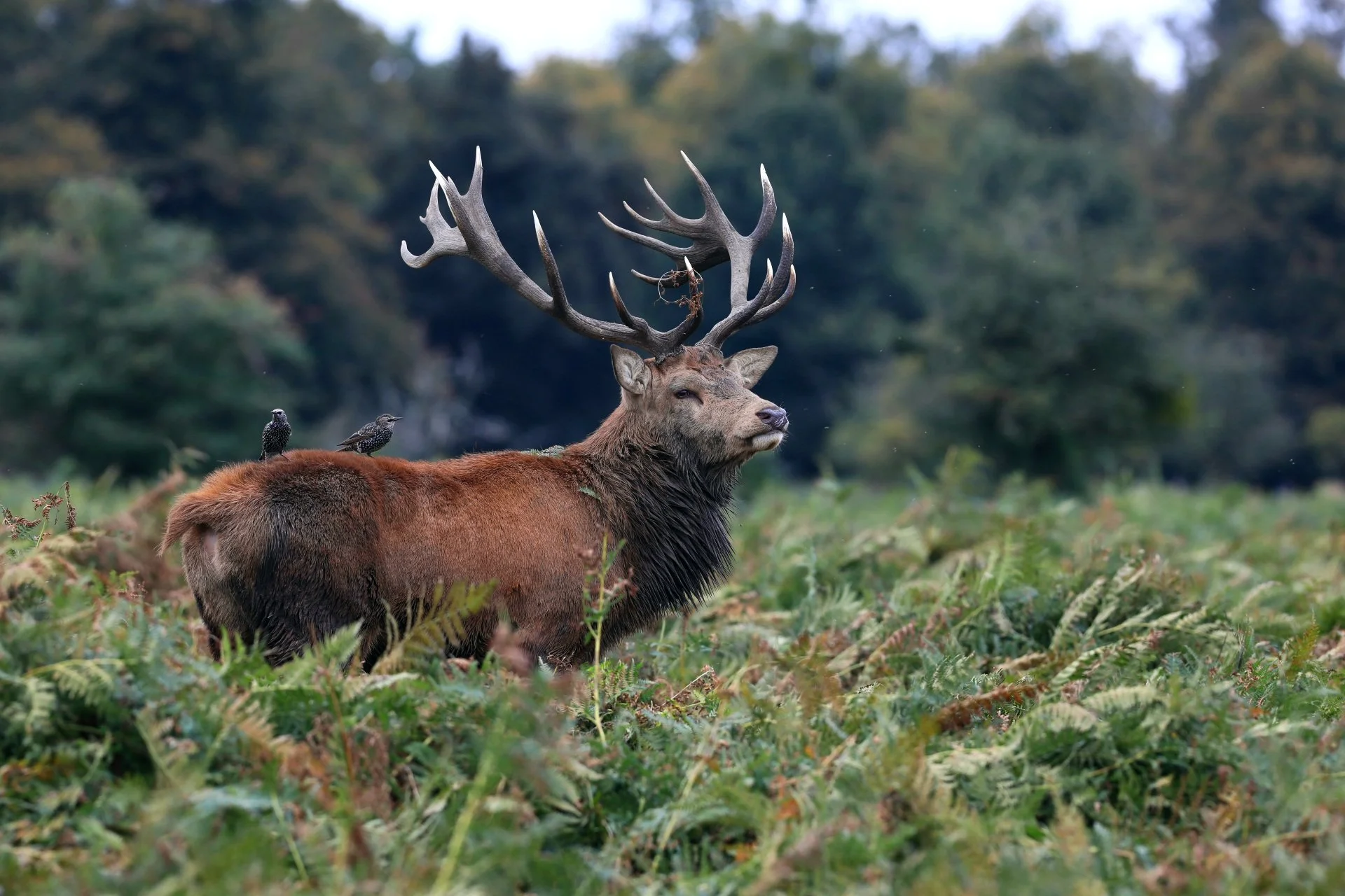 05 Red Deer Stag