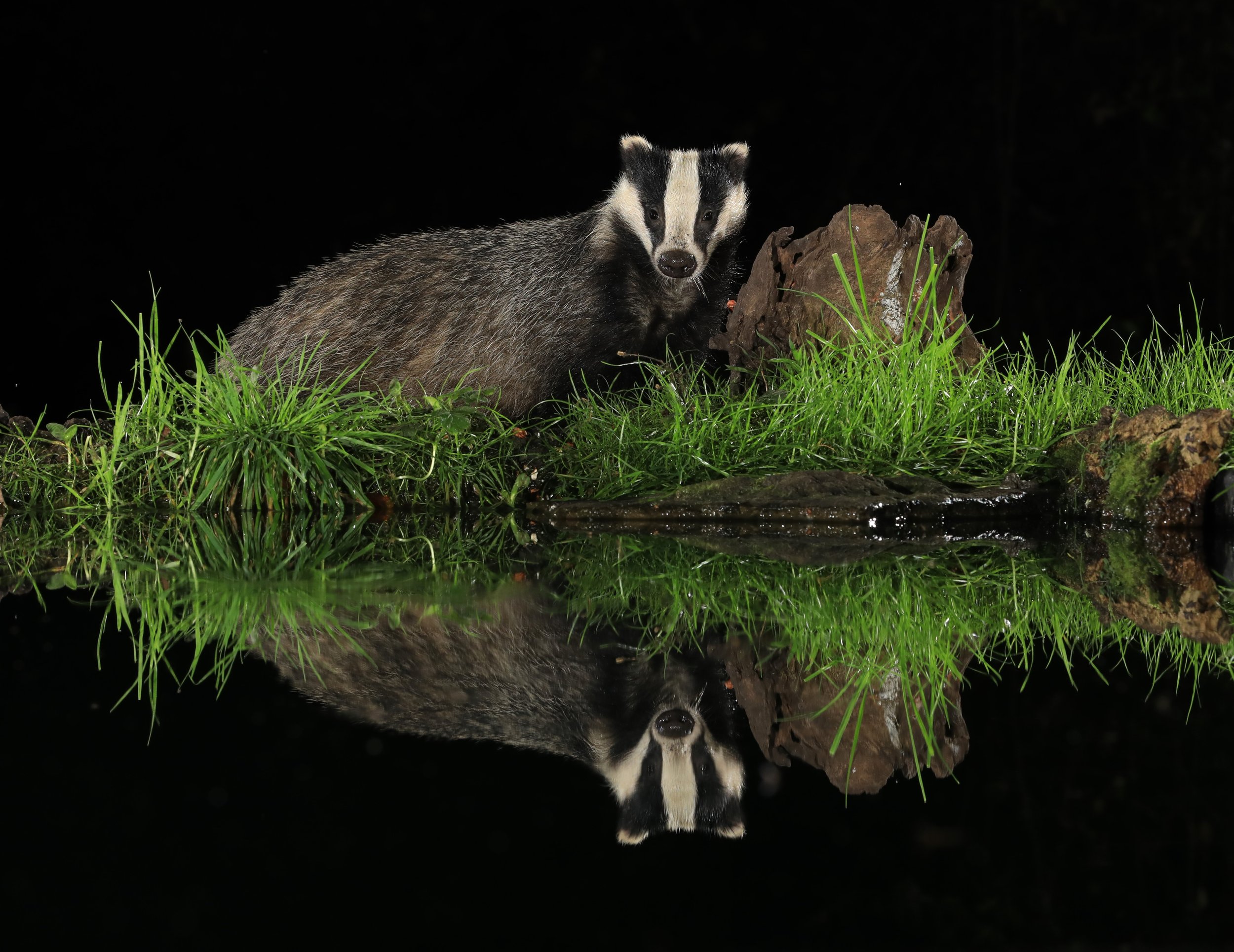 04 Badger reflection 2