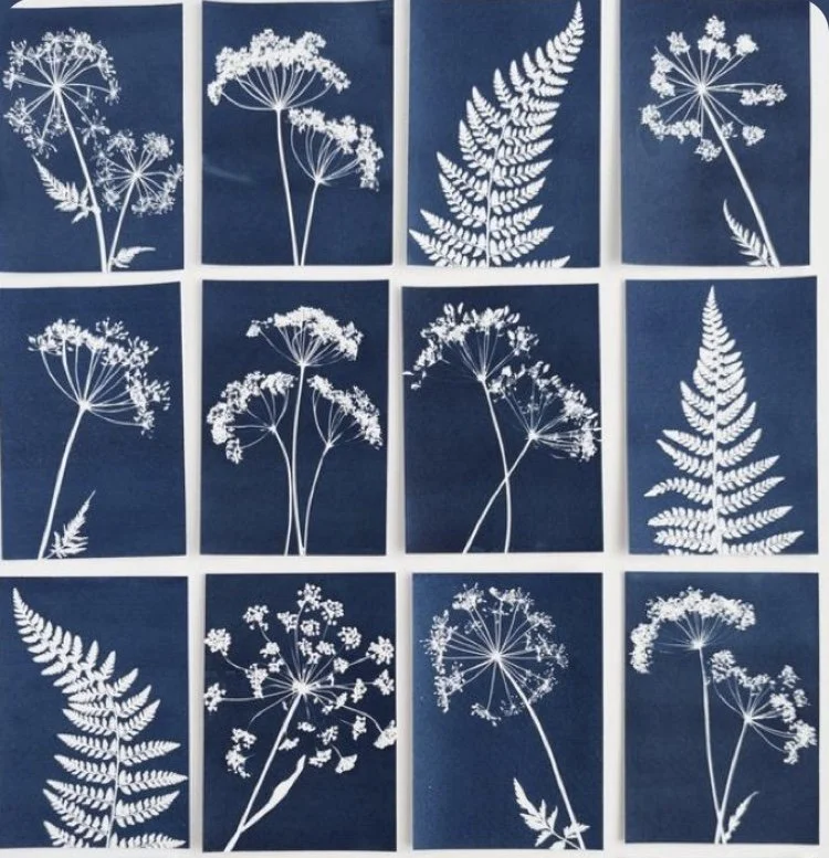 Cyanotype 