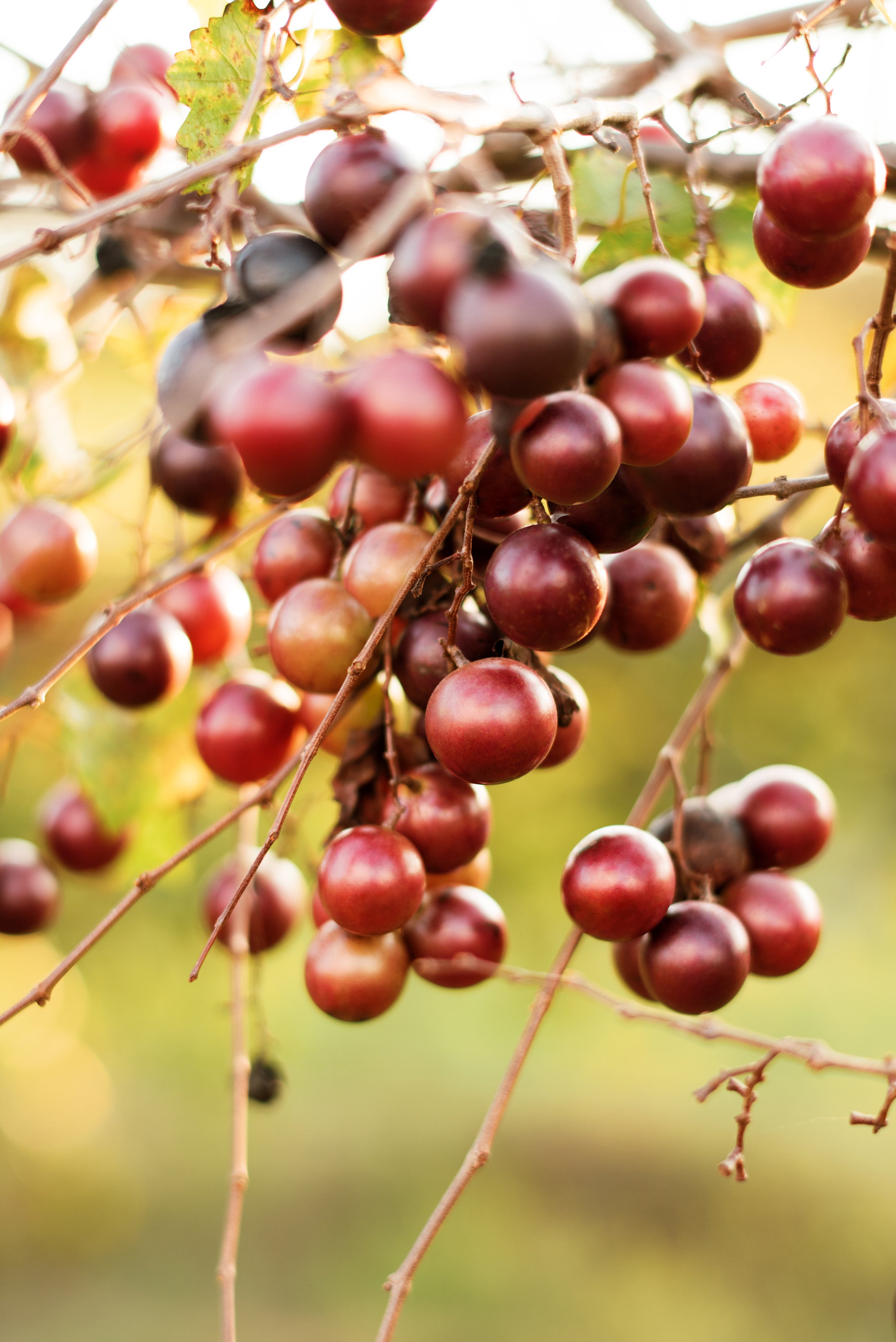 Cypress Bend Vineyard Our State-0080 Final.JPG