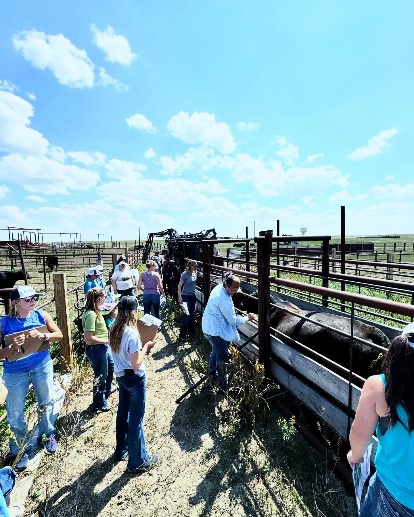 body condition robin.jpg