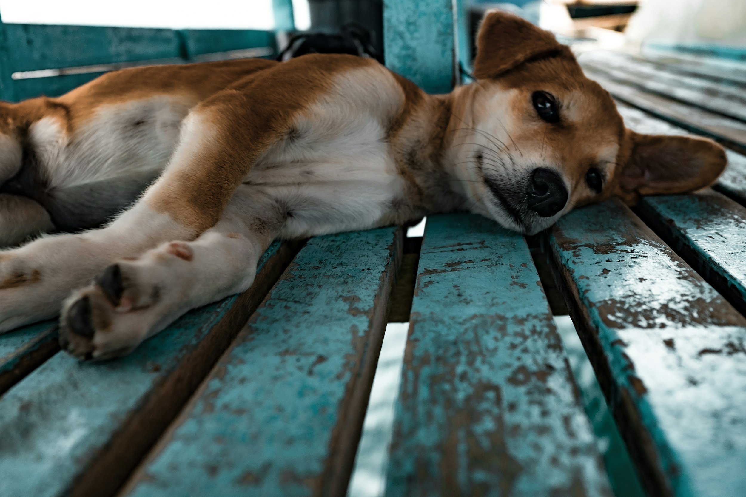 A young dog lying on its side on a weathered, blue-painted wooden bench, looking at the camera with a relaxed expression.