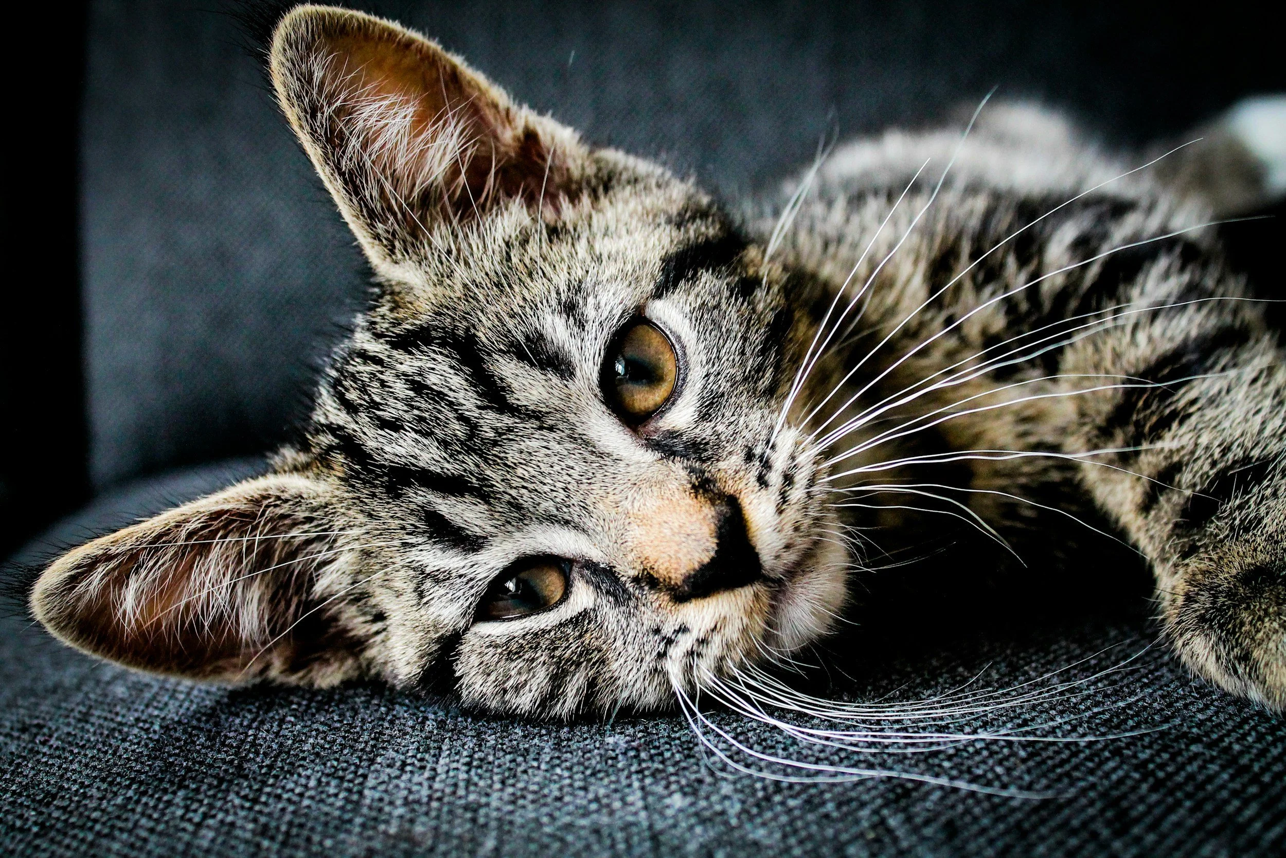 Close-up of a tabby cat lying on a dark fabric surface, looking at the camera with greenish eyes.