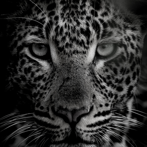 Acting from your Essential Self