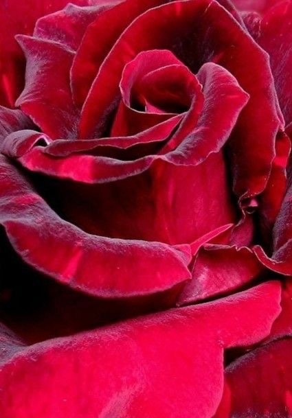 The Rose Beneath the Grail