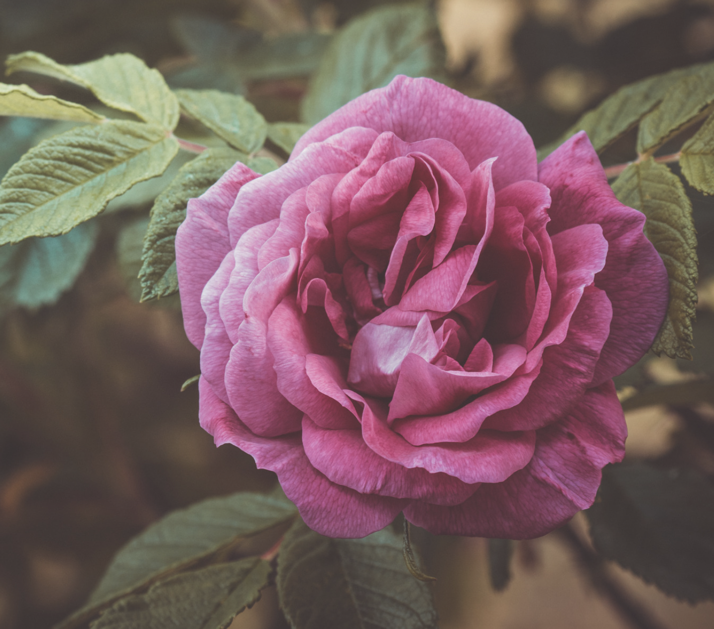 Rose Mystica Blessing Water