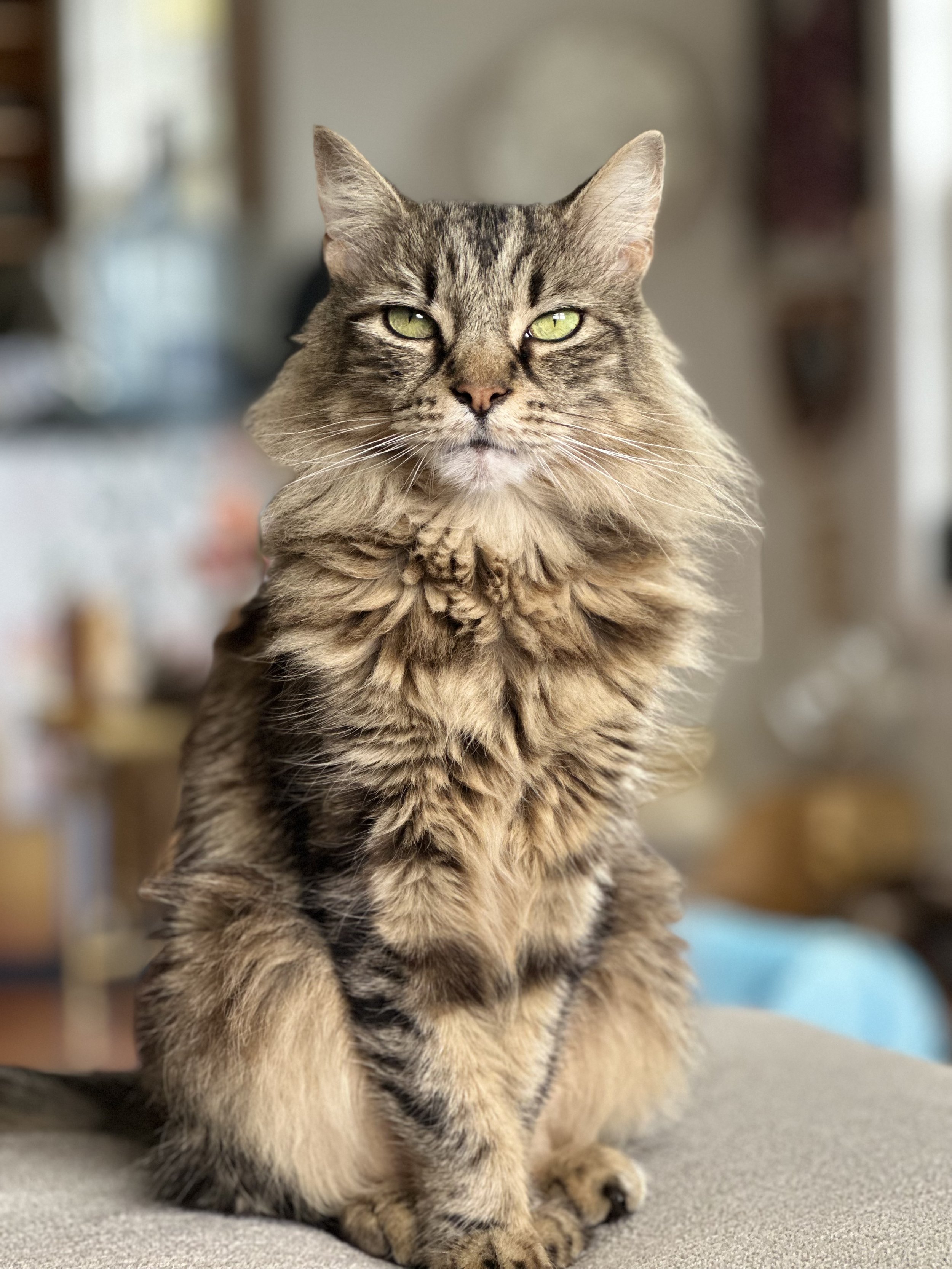 A long-haired tabby cat with green eyes sitting indoors on a neutral surface, with a blurred background.