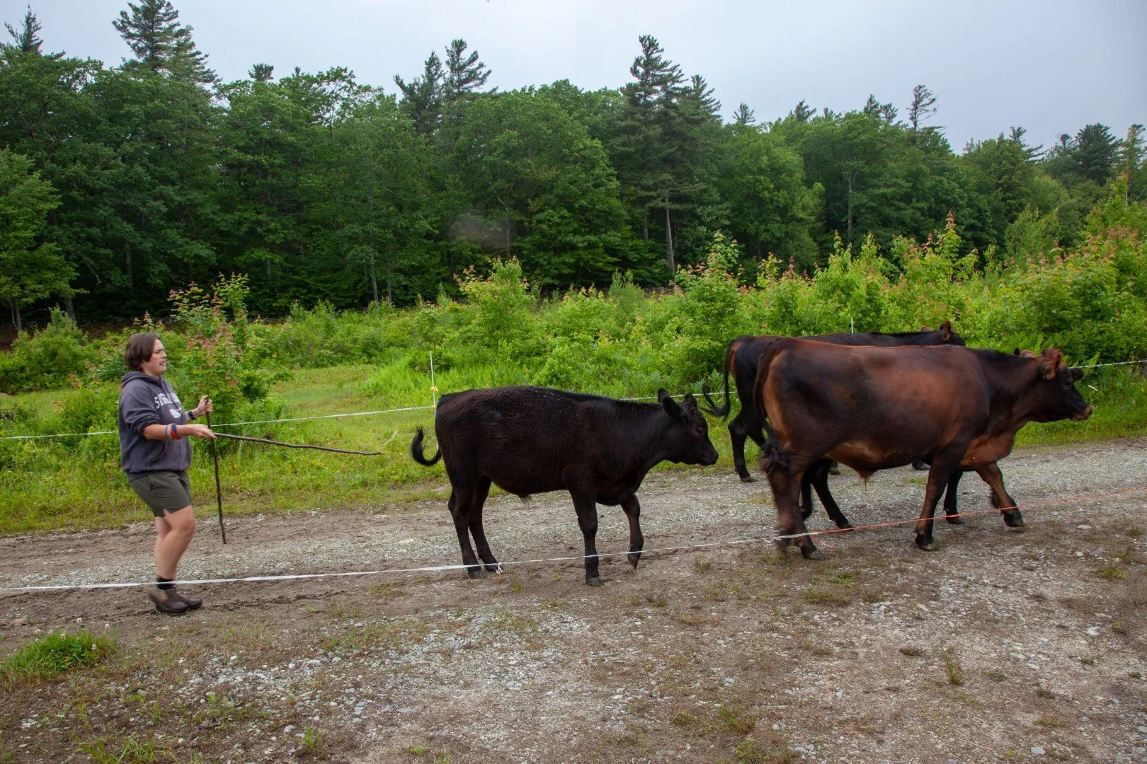 Rotating cows in summer.