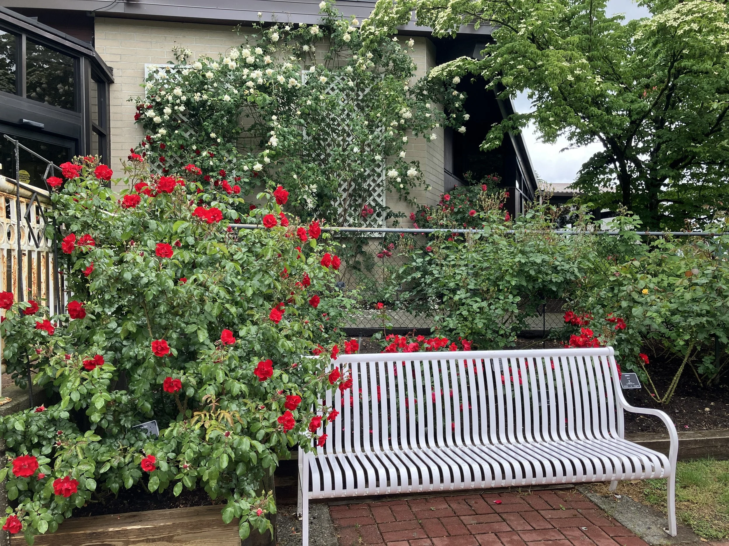 Centennial Garden 10.jpg