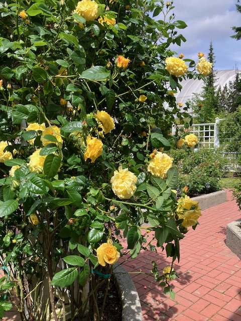 garden 5.jpeg