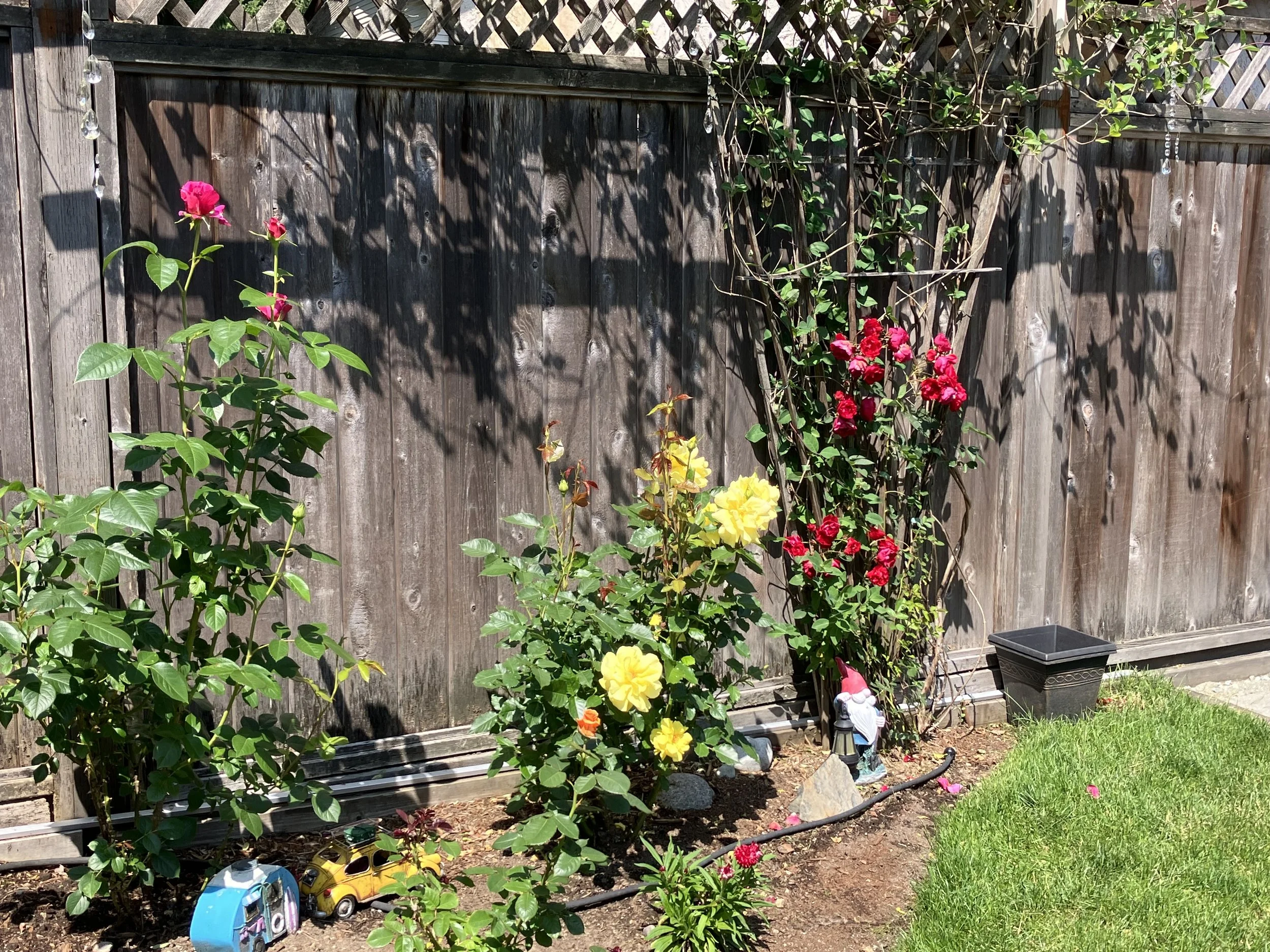 Pretty Lady, Sunsprite, Dublin Bay