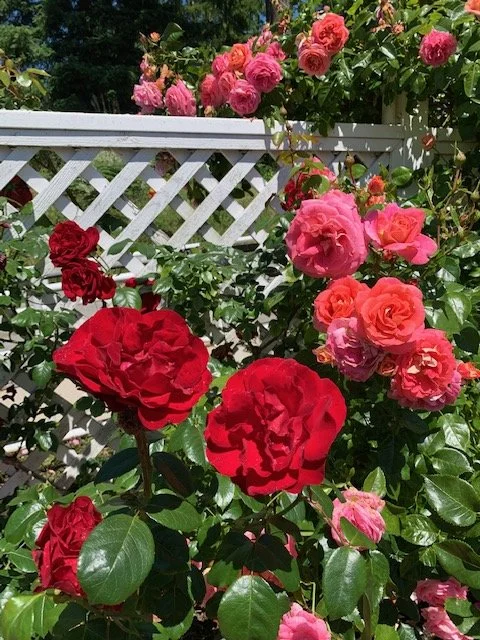 Dublin Bay &  Summer Sun